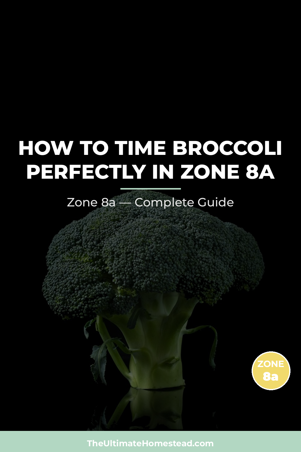 When to Plant Broccoli in Zone 8a