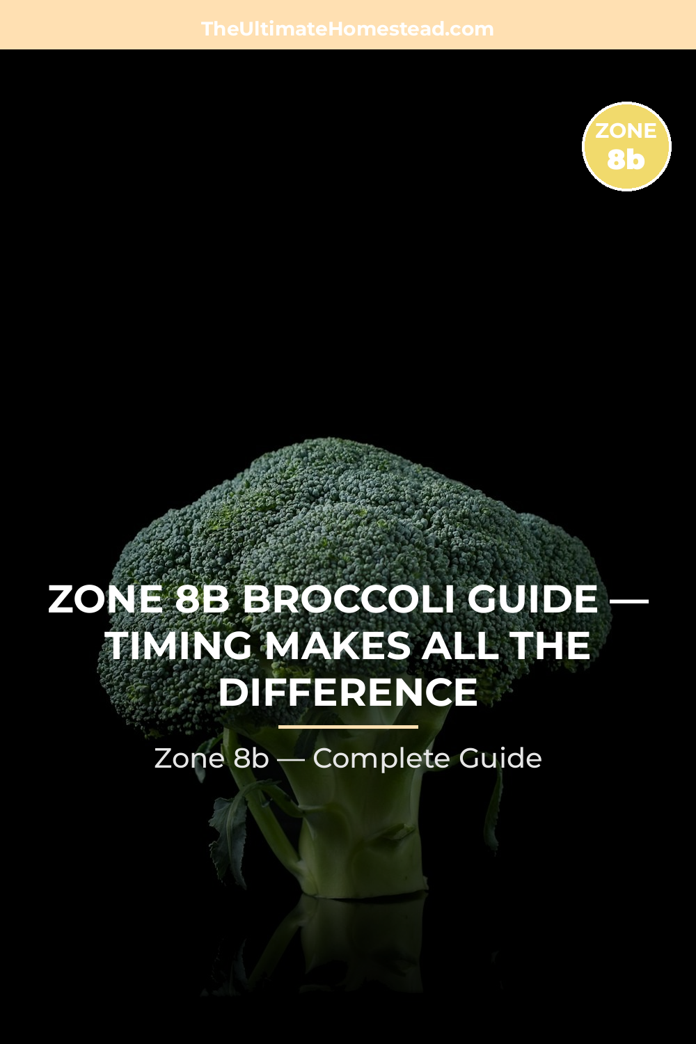 When to Plant Broccoli in Zone 8b