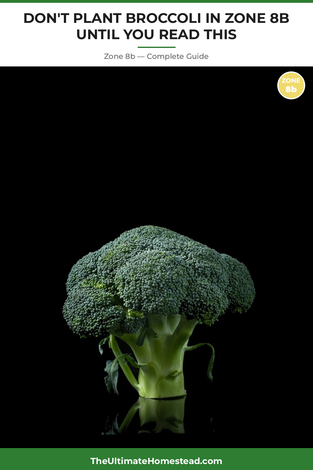 When to Plant Broccoli in Zone 8b