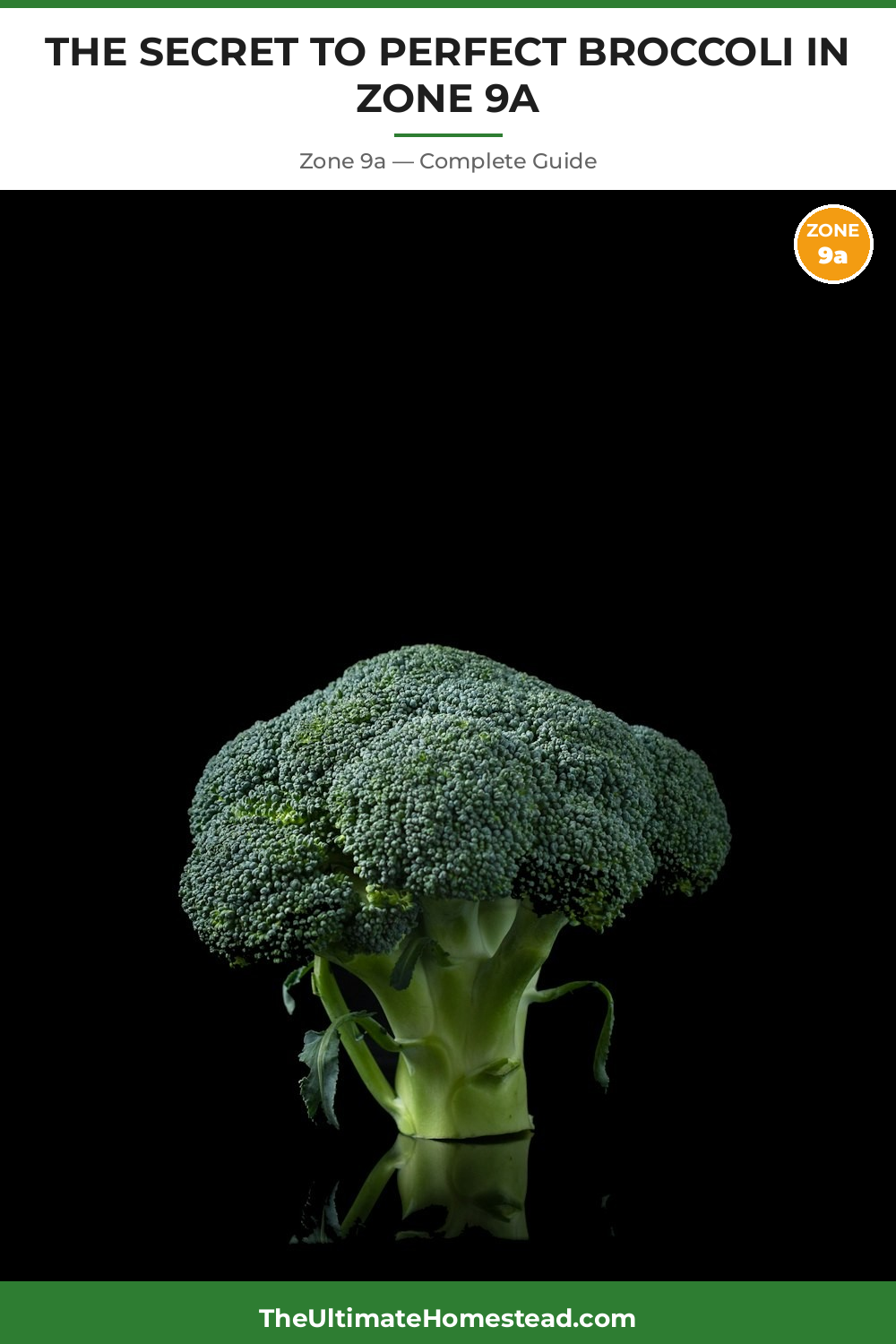 When to Plant Broccoli in Zone 9a