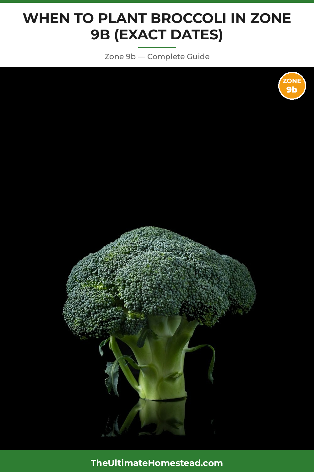 When to Plant Broccoli in Zone 9b