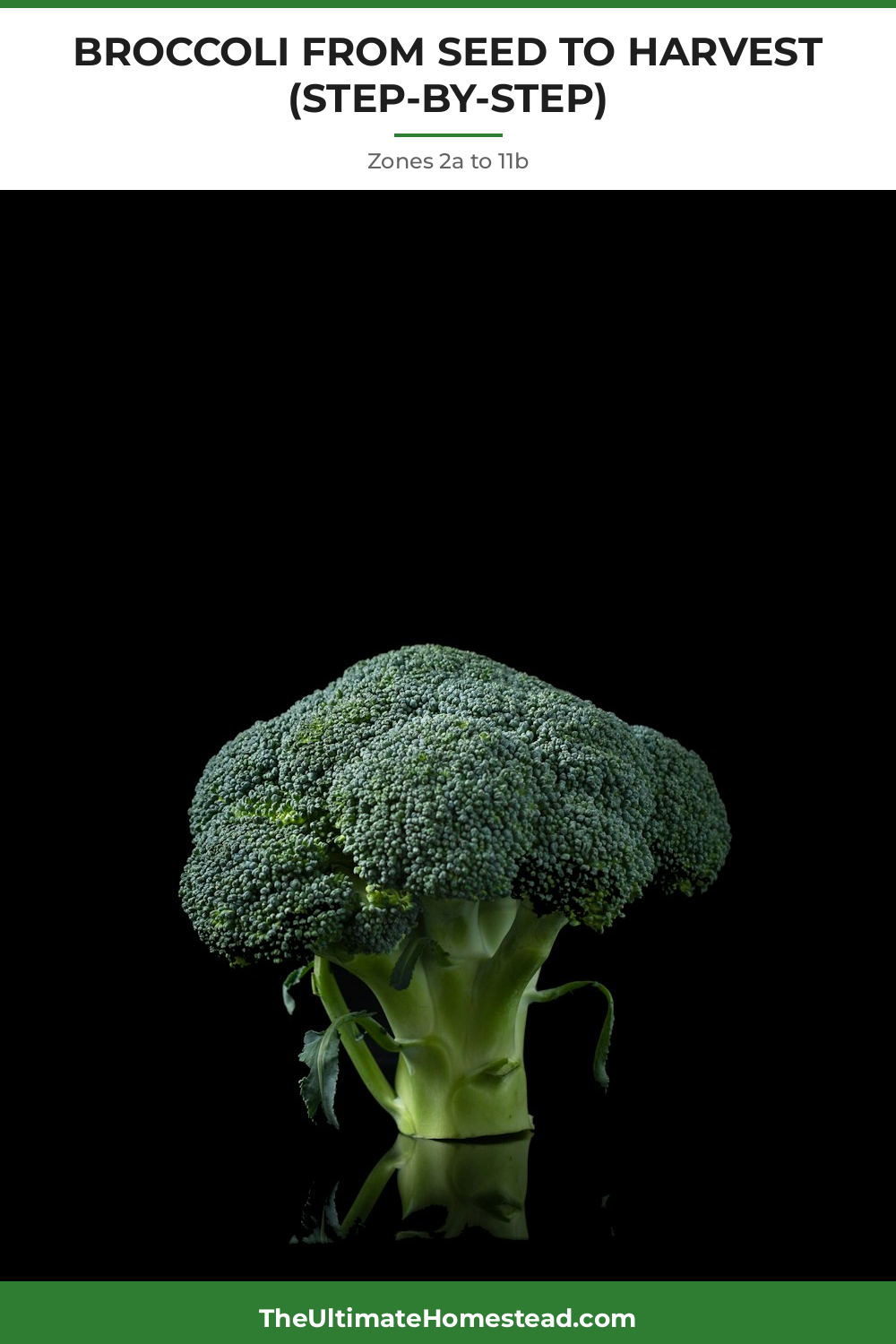 Broccoli Planting Guide