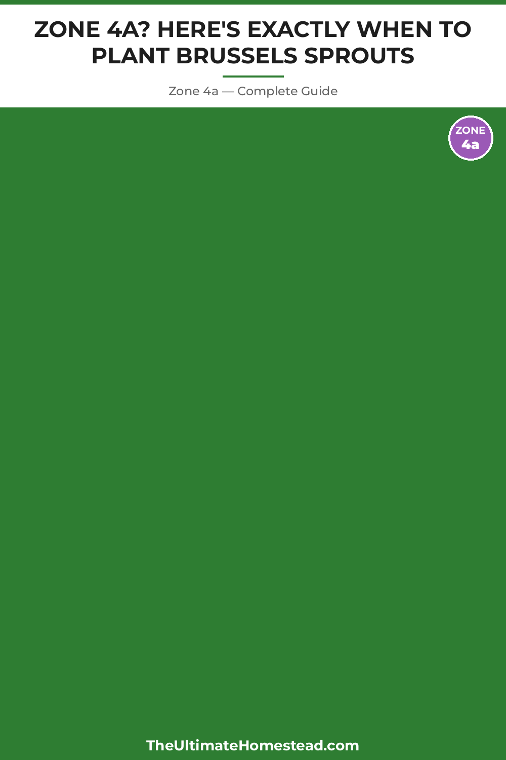 When to Plant Brussels Sprouts in Zone 4a