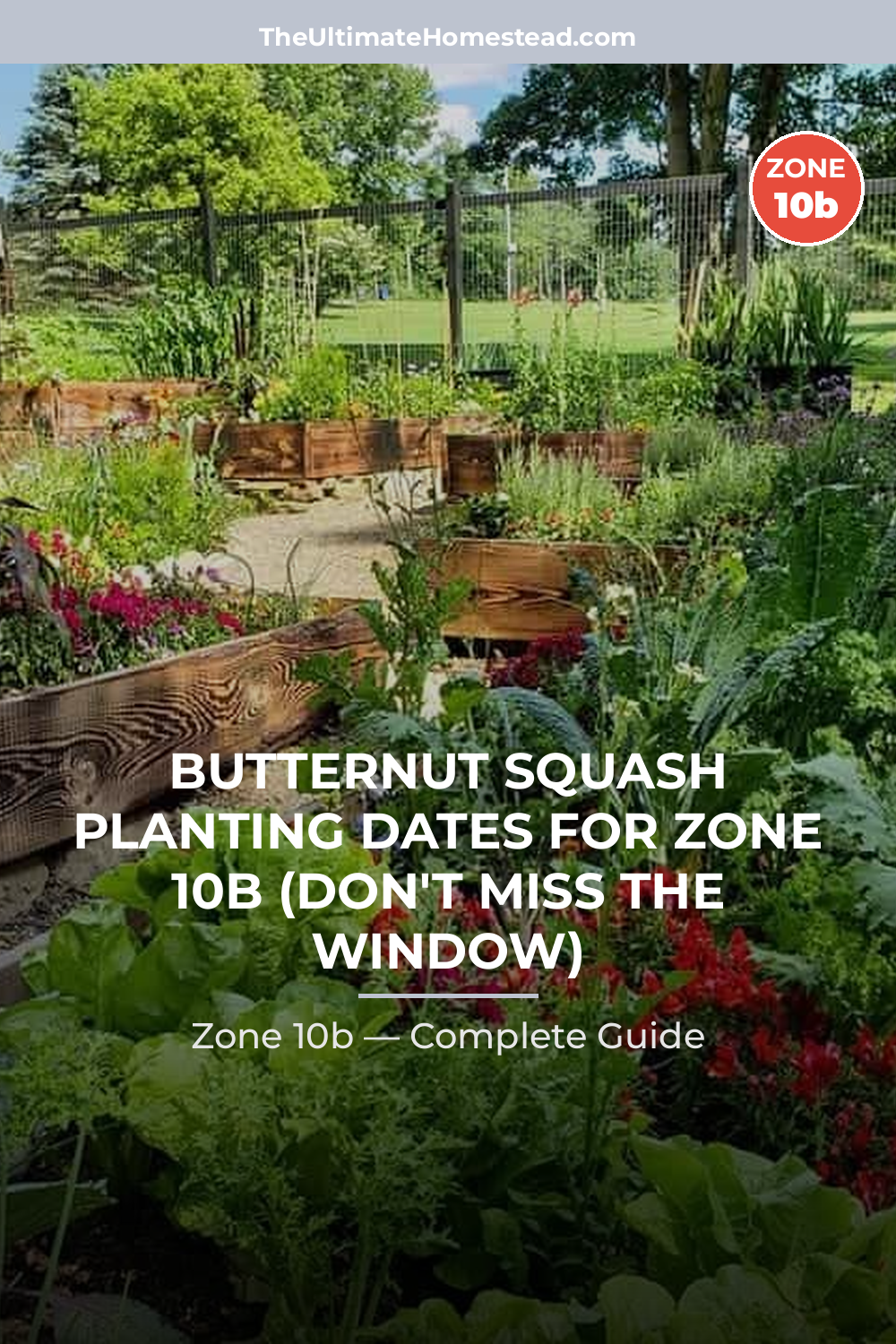 When to Plant Butternut Squash in Zone 10b