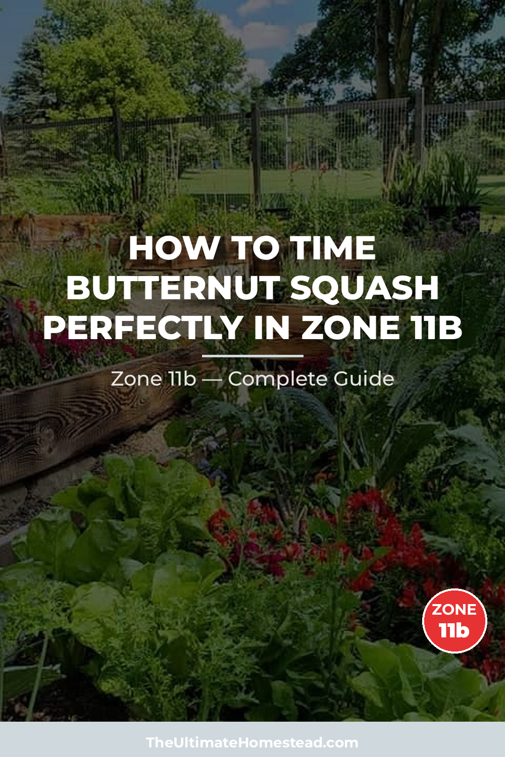When to Plant Butternut Squash in Zone 11b