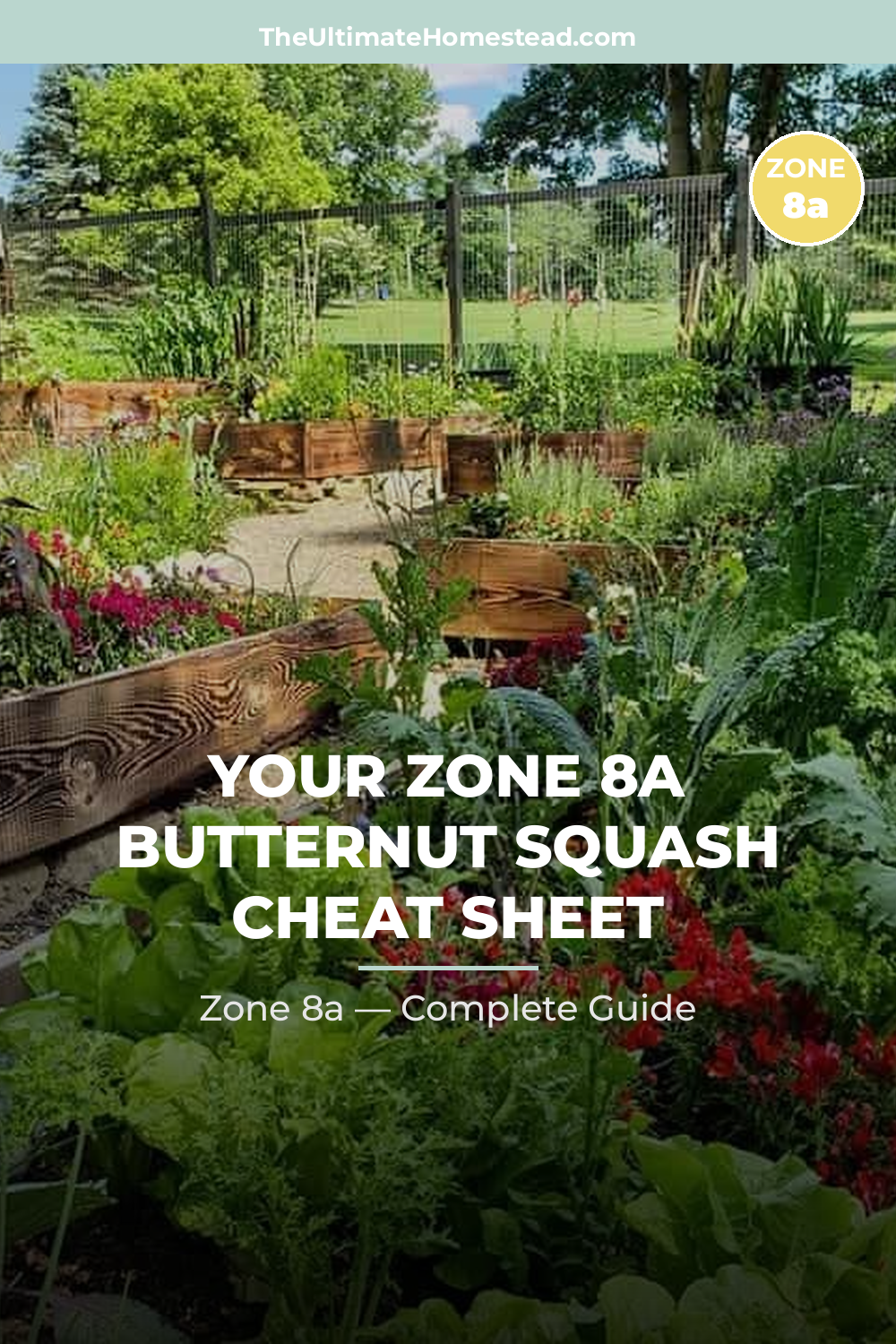 When to Plant Butternut Squash in Zone 8a