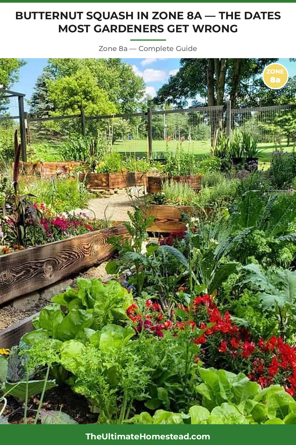 When to Plant Butternut Squash in Zone 8a