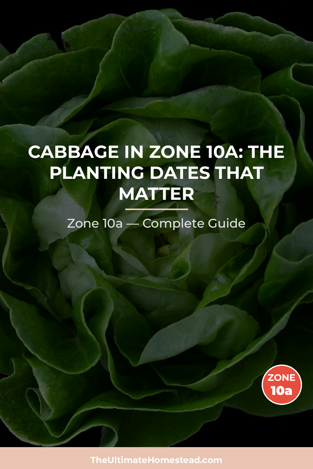 When to Plant Cabbage in Zone 10a