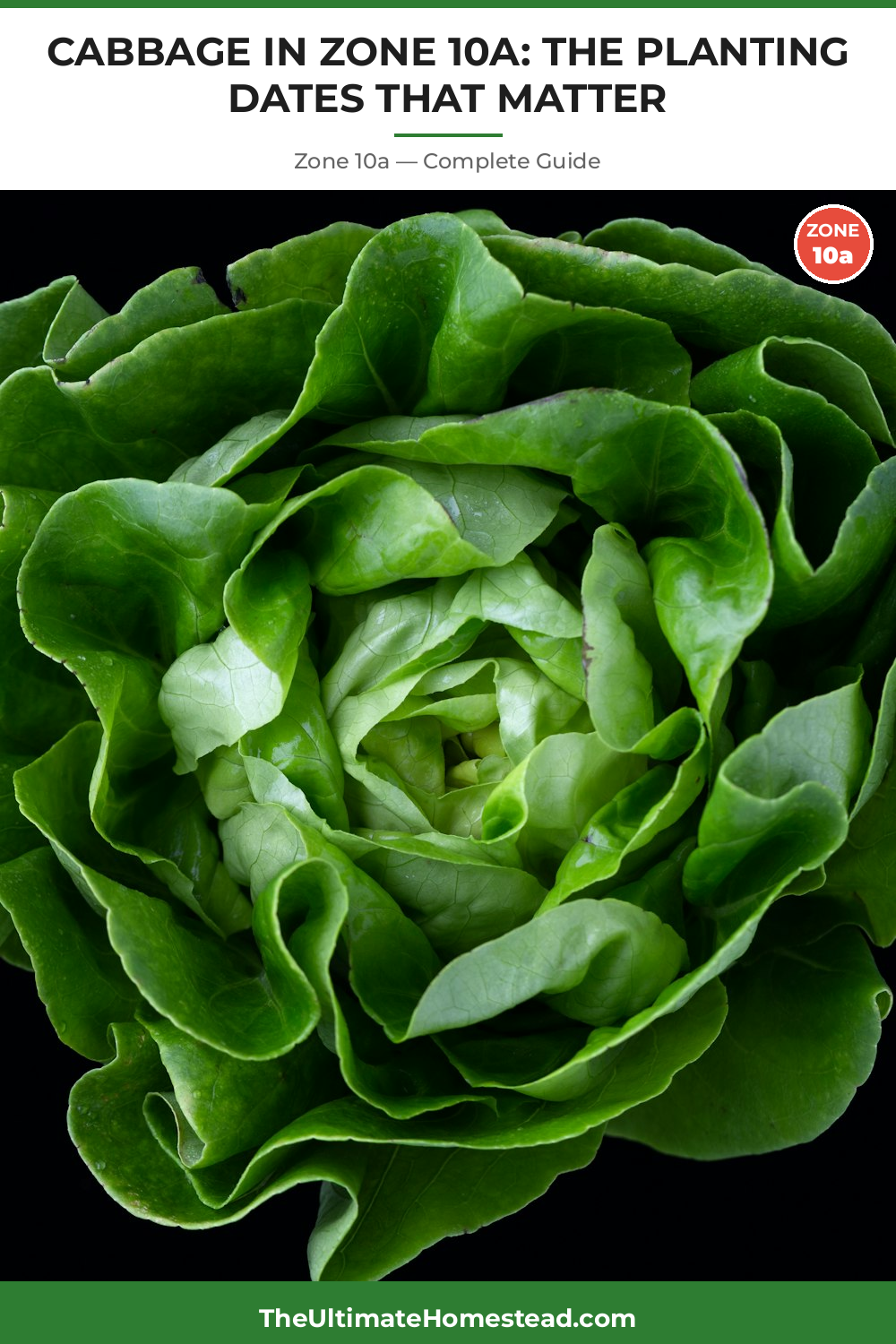 When to Plant Cabbage in Zone 10a