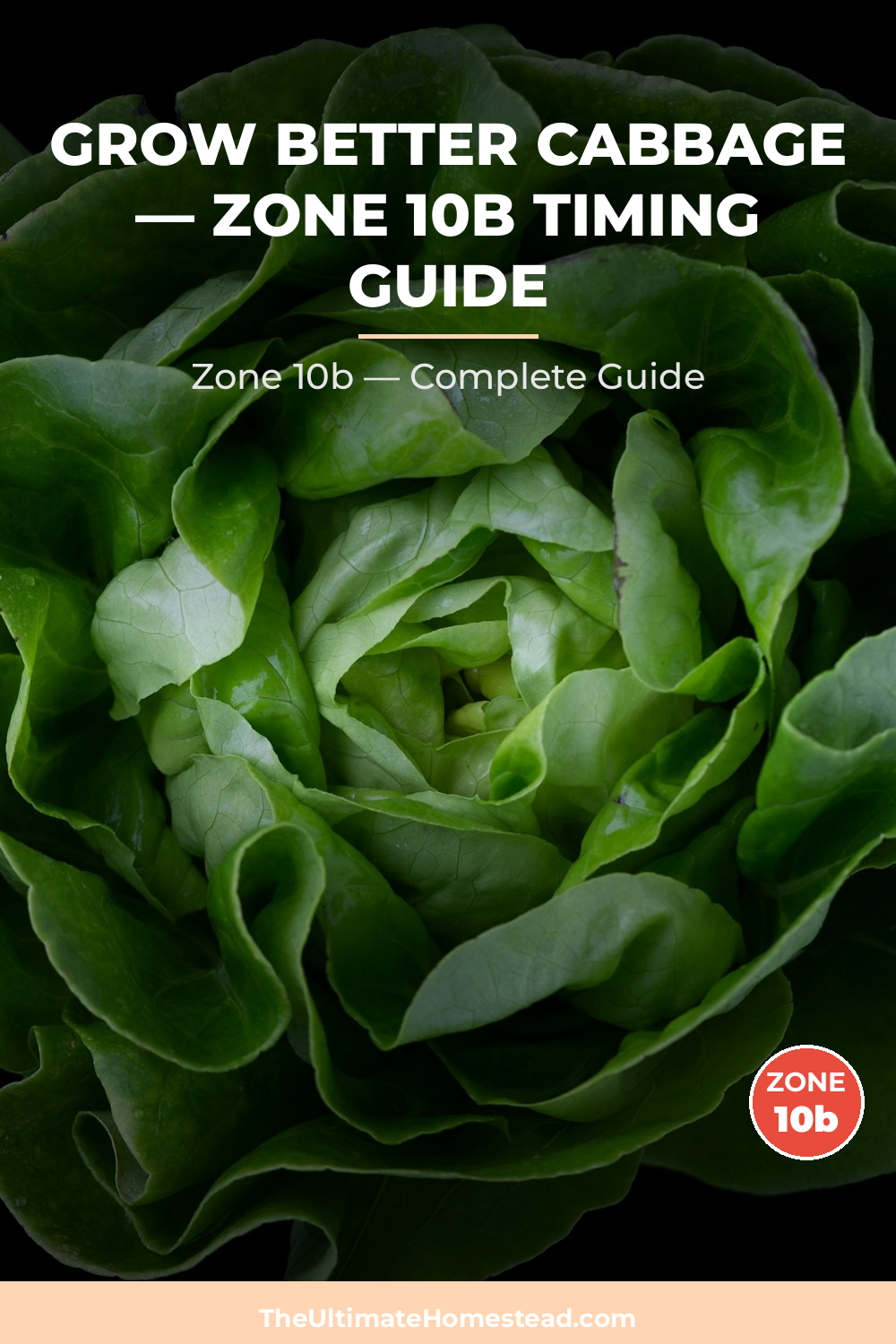 When to Plant Cabbage in Zone 10b