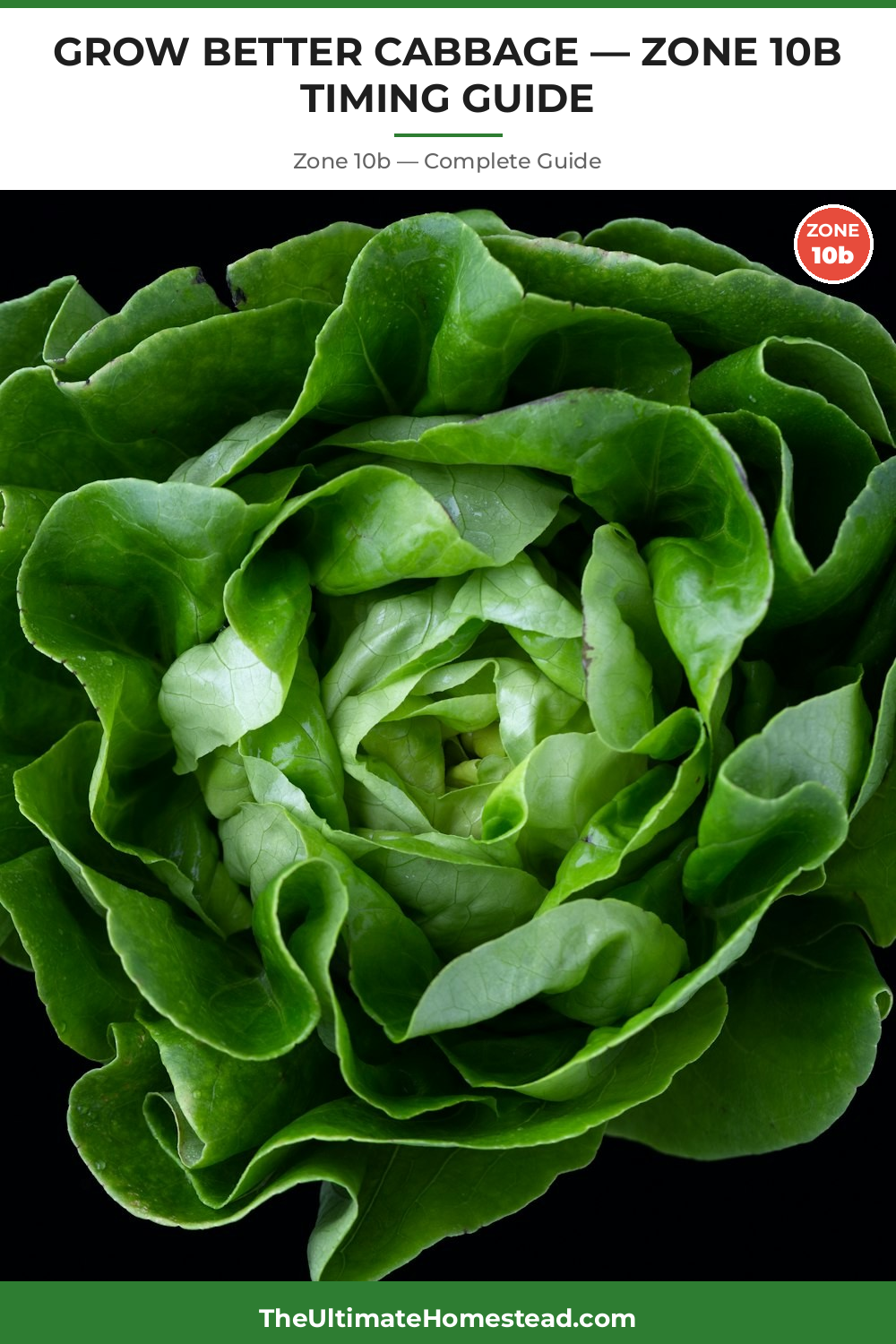 When to Plant Cabbage in Zone 10b