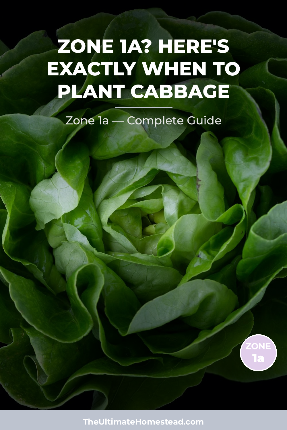 When to Plant Cabbage in Zone 1a