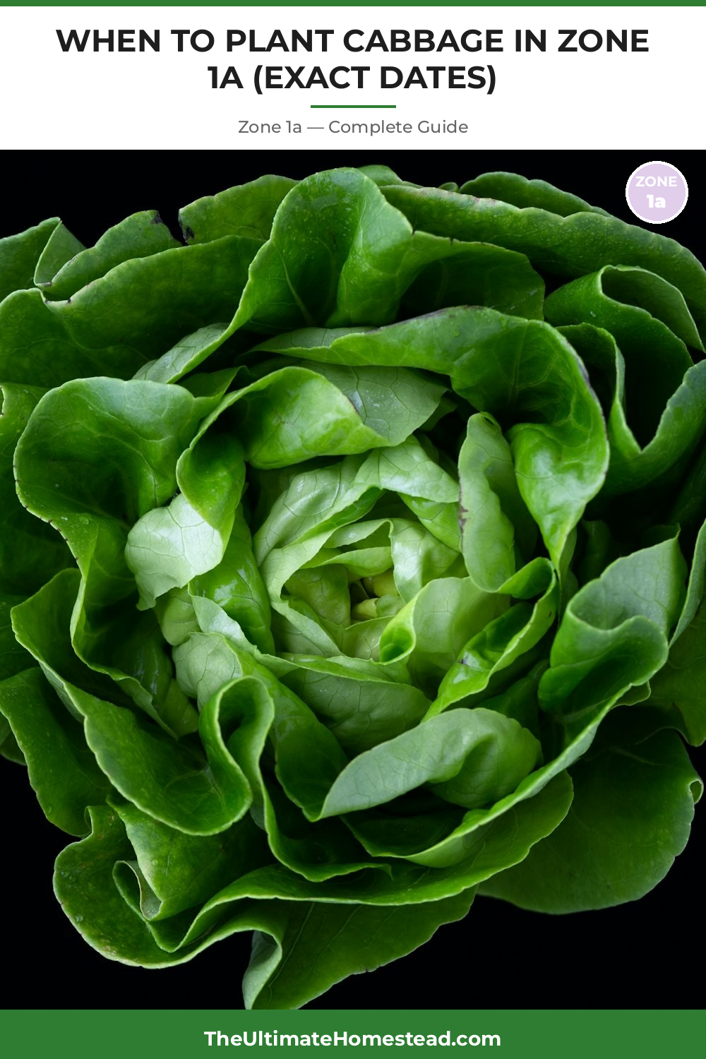 When to Plant Cabbage in Zone 1a