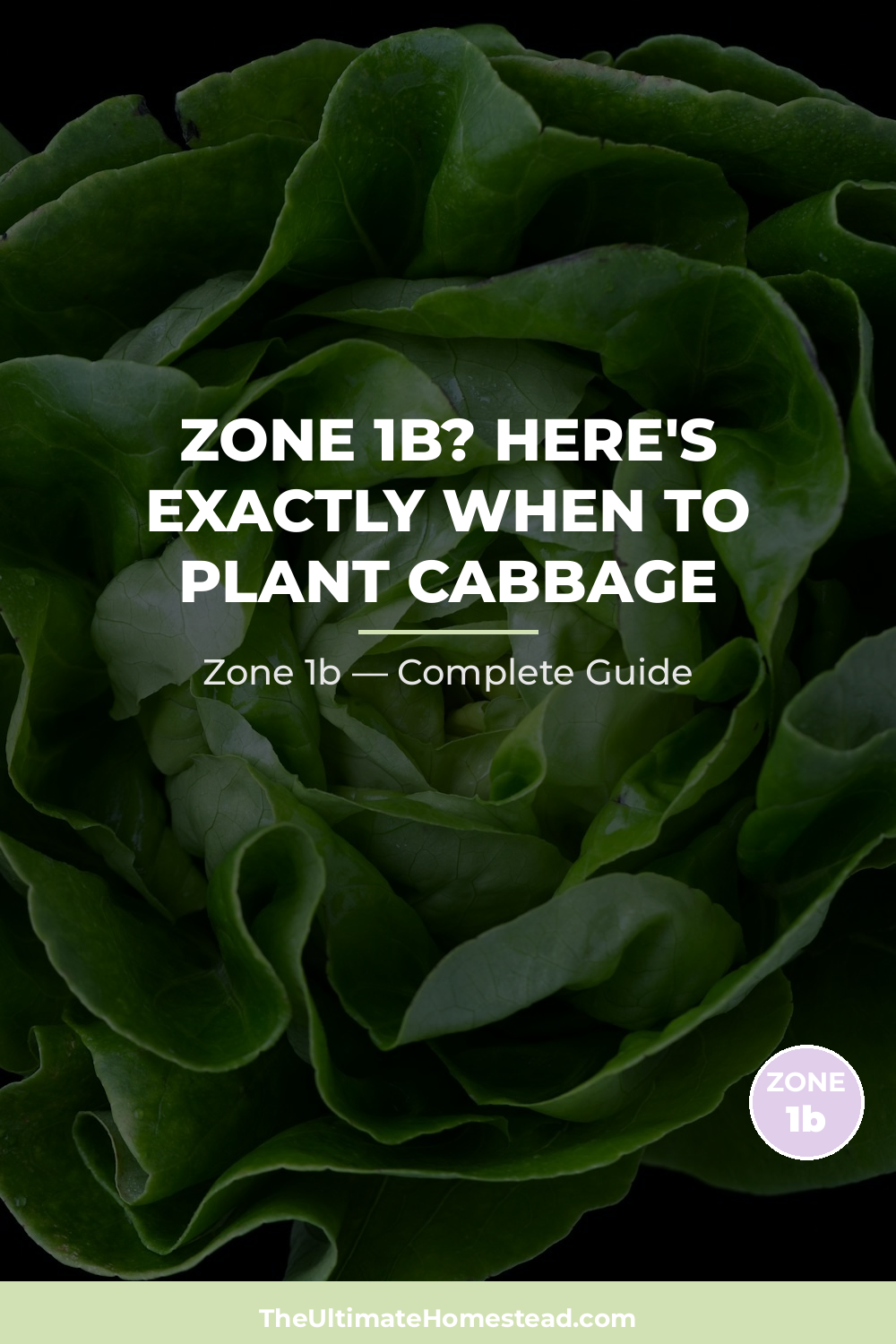When to Plant Cabbage in Zone 1b