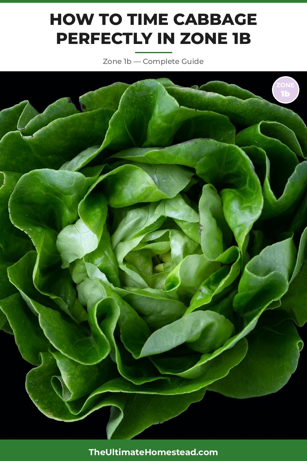 When to Plant Cabbage in Zone 1b