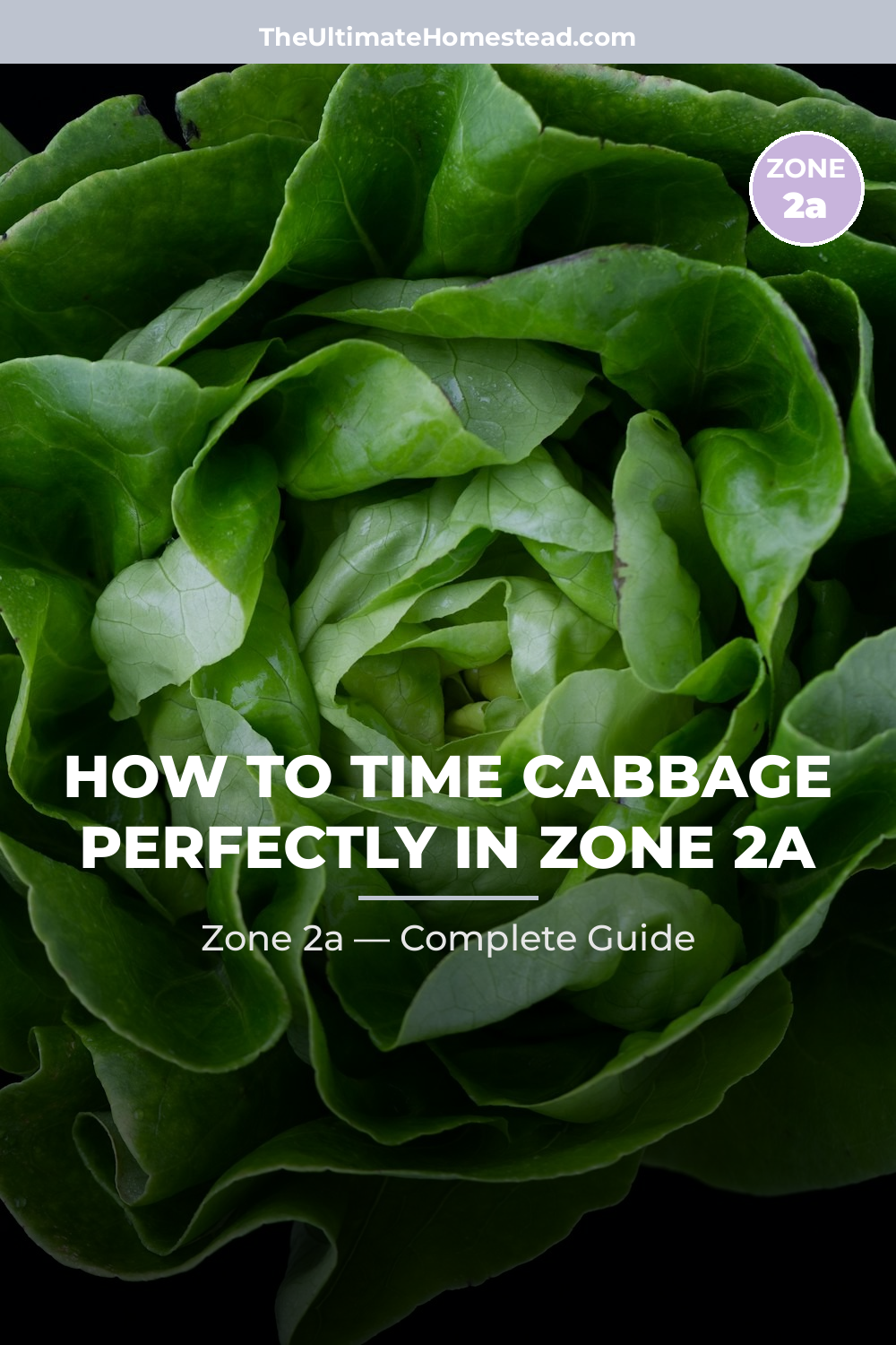 When to Plant Cabbage in Zone 2a