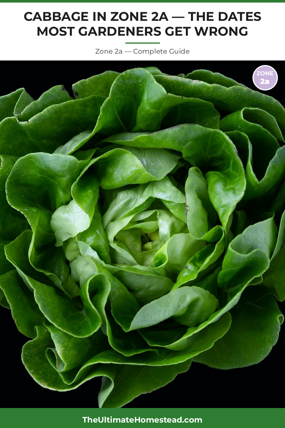 When to Plant Cabbage in Zone 2a