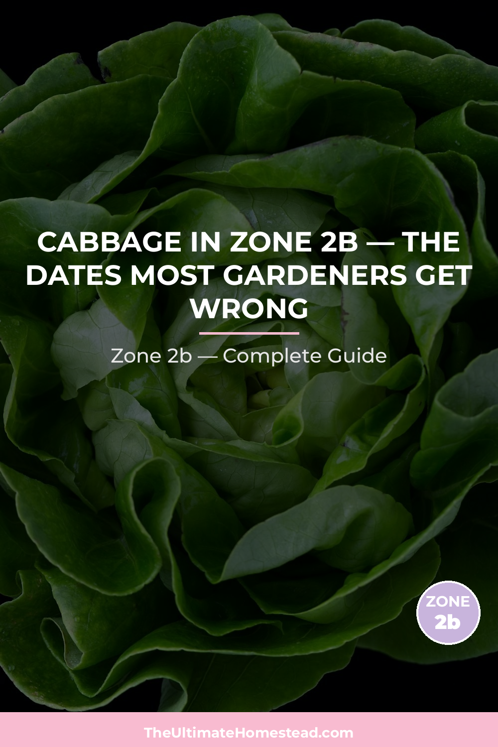 When to Plant Cabbage in Zone 2b