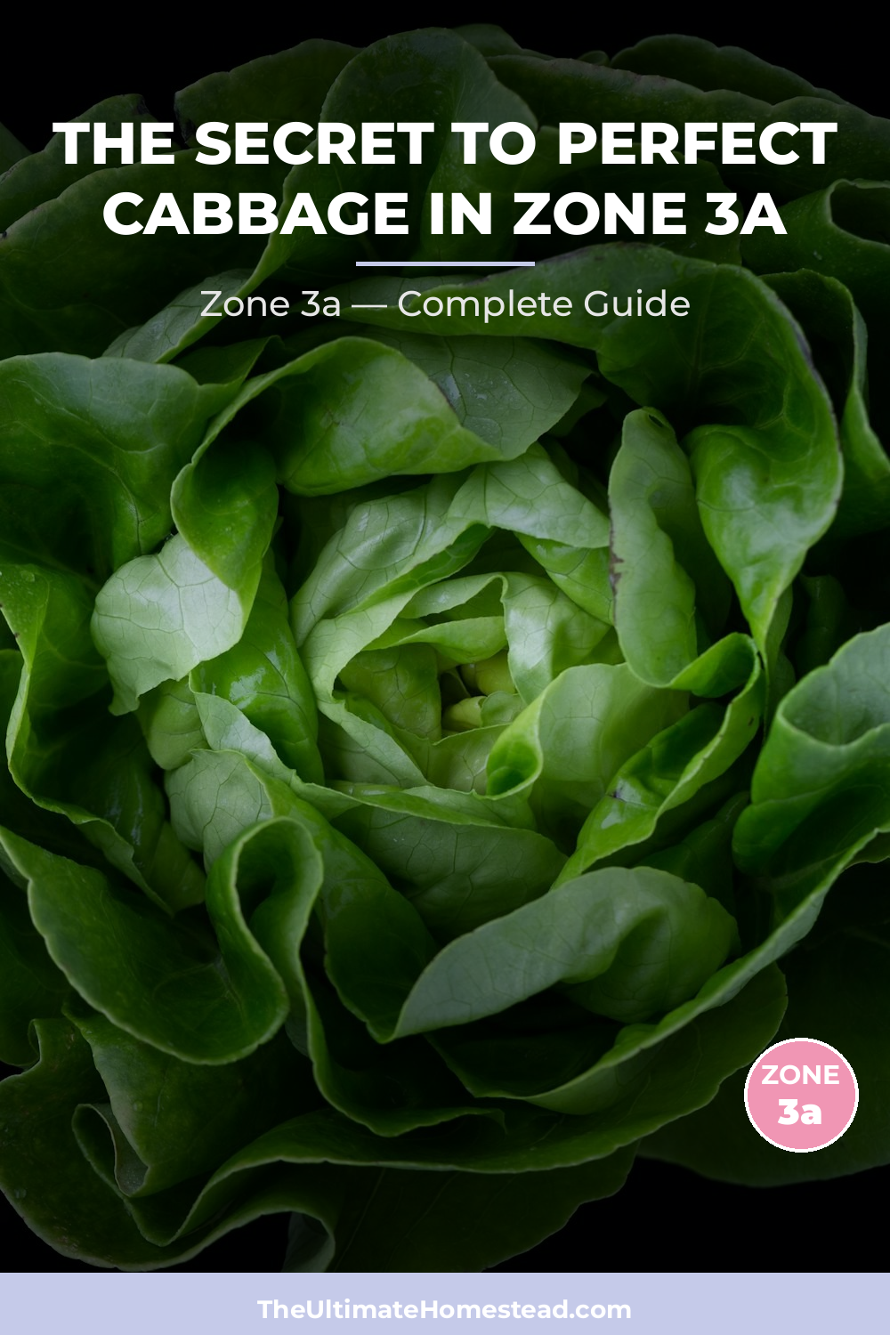 When to Plant Cabbage in Zone 3a
