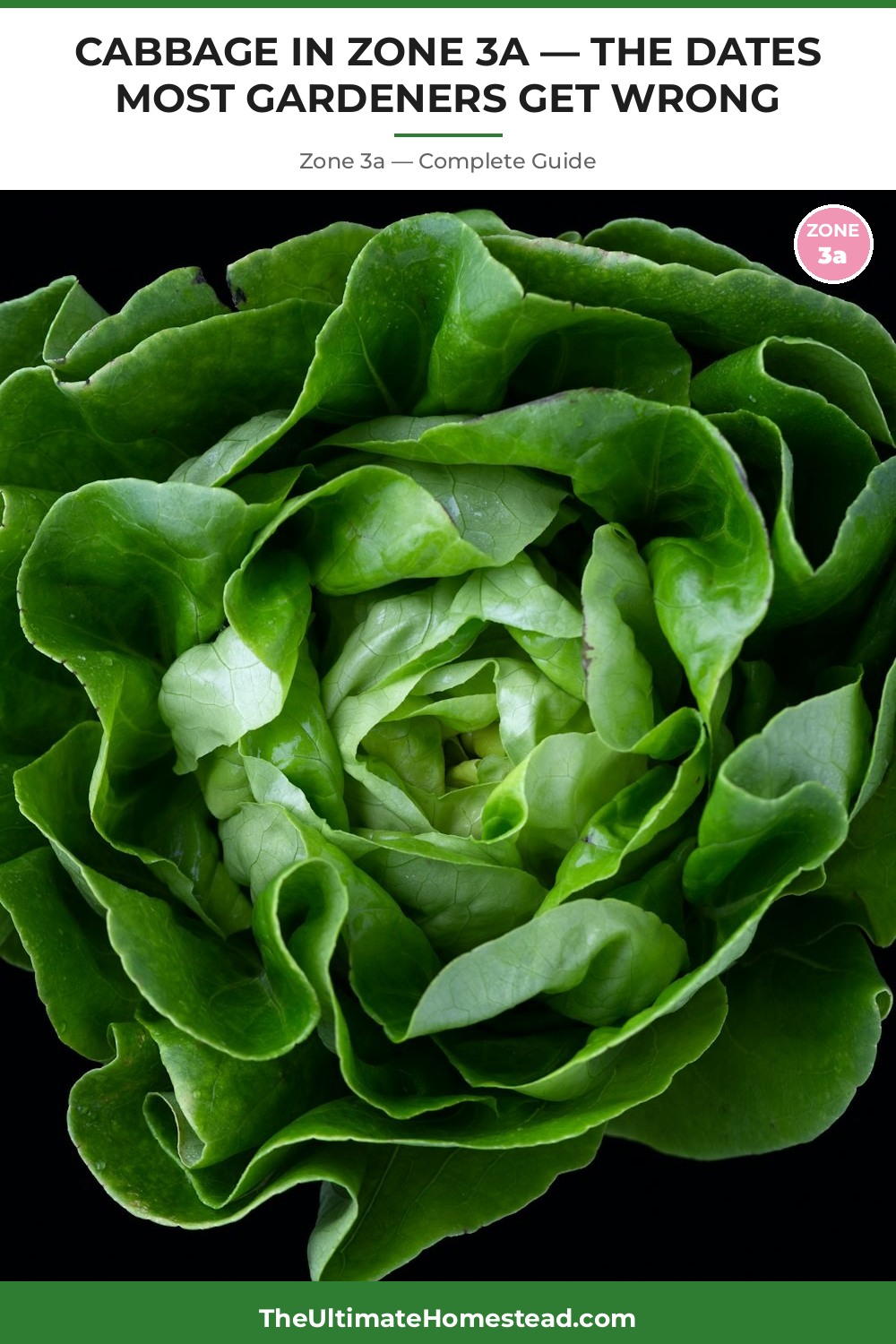 When to Plant Cabbage in Zone 3a
