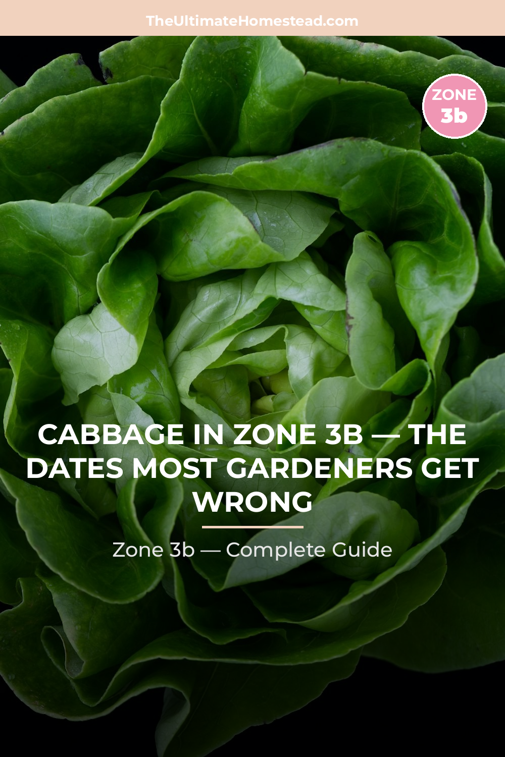 When to Plant Cabbage in Zone 3b