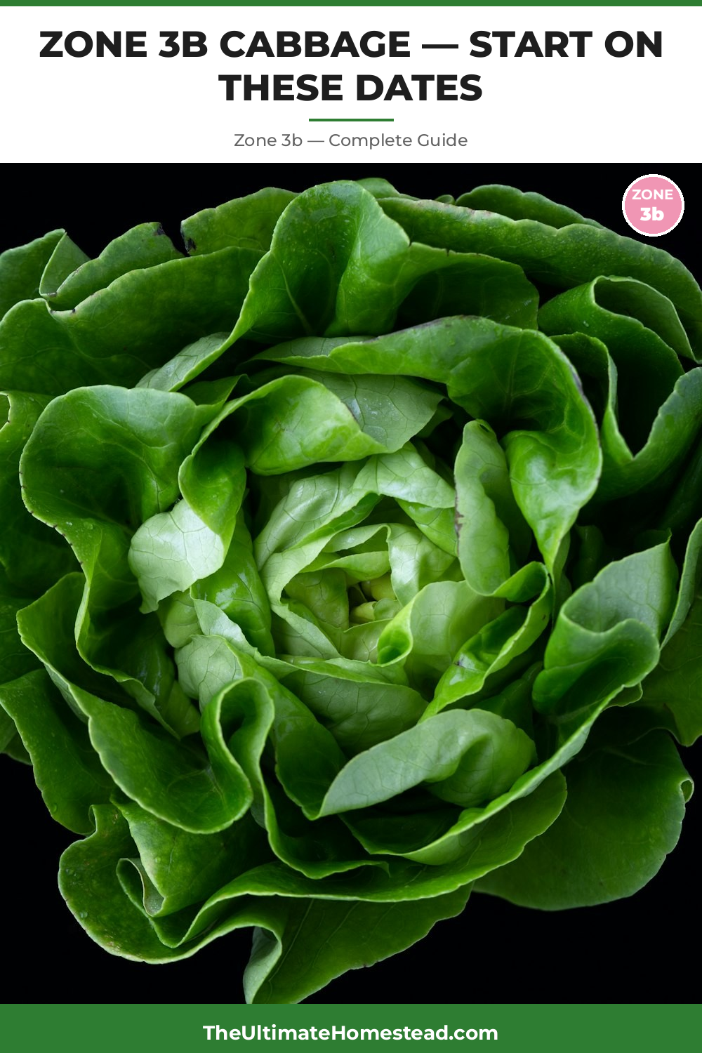 When to Plant Cabbage in Zone 3b