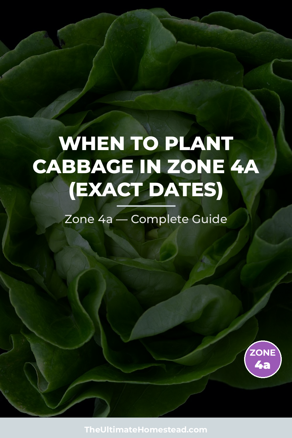 When to Plant Cabbage in Zone 4a