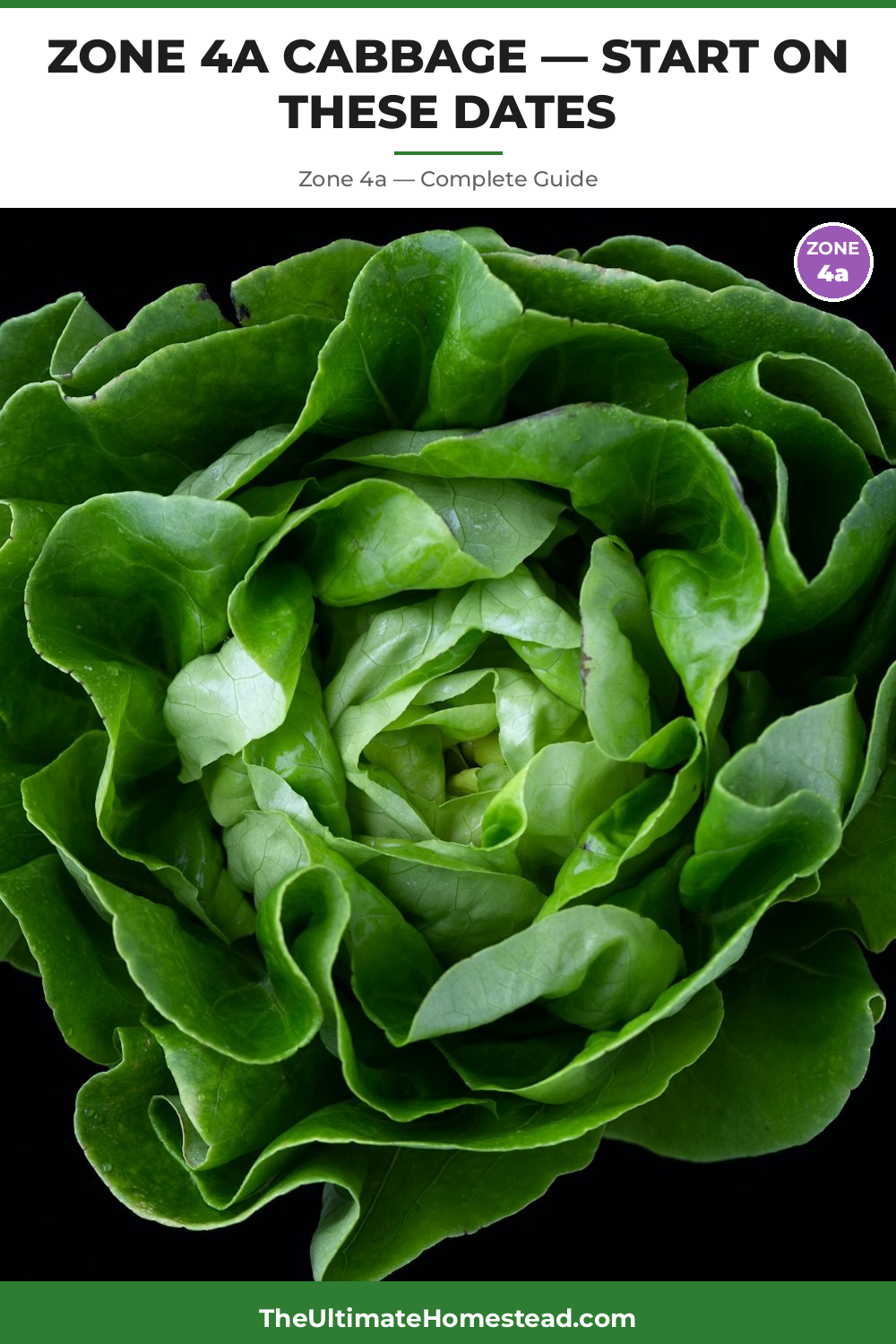 When to Plant Cabbage in Zone 4a