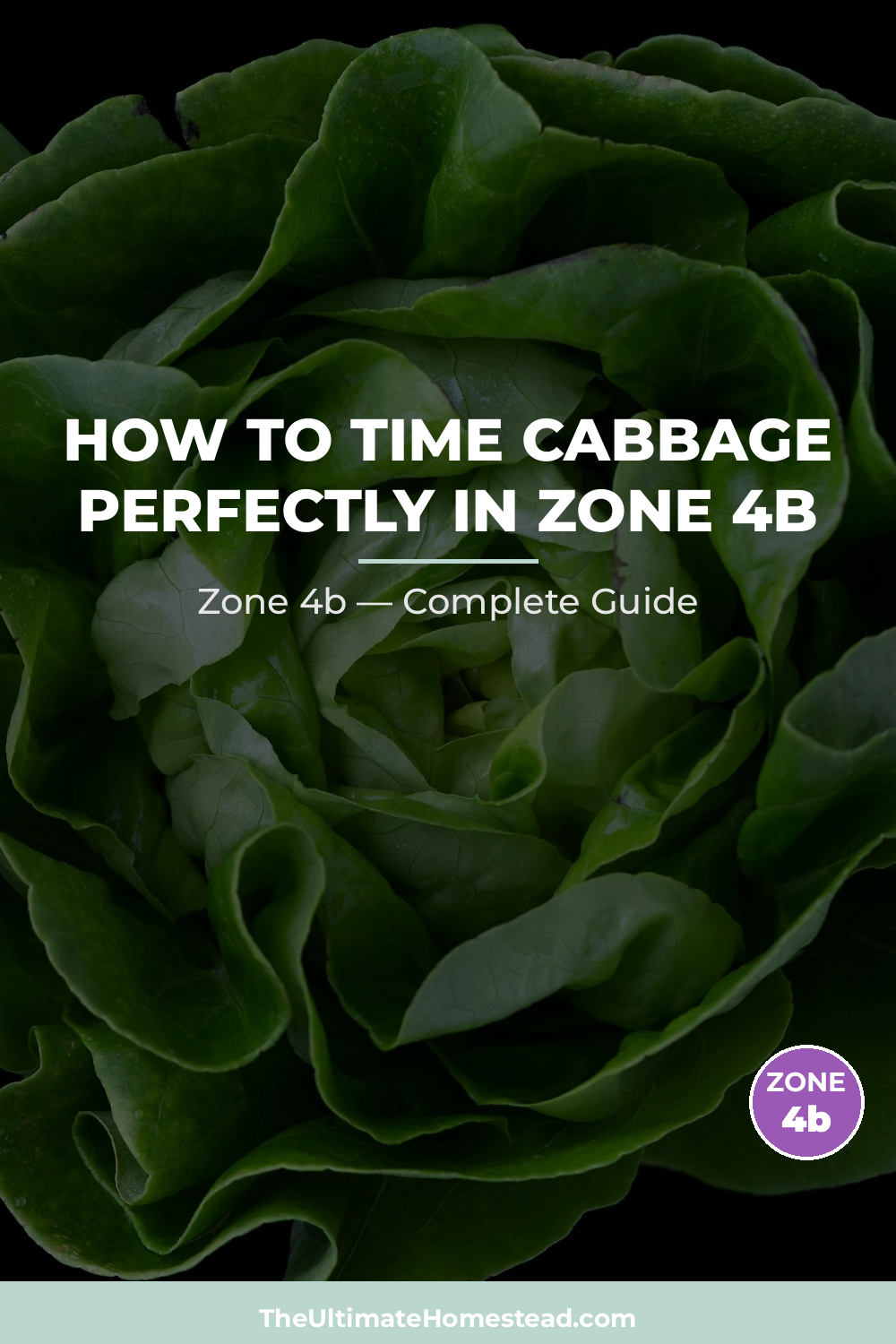 When to Plant Cabbage in Zone 4b