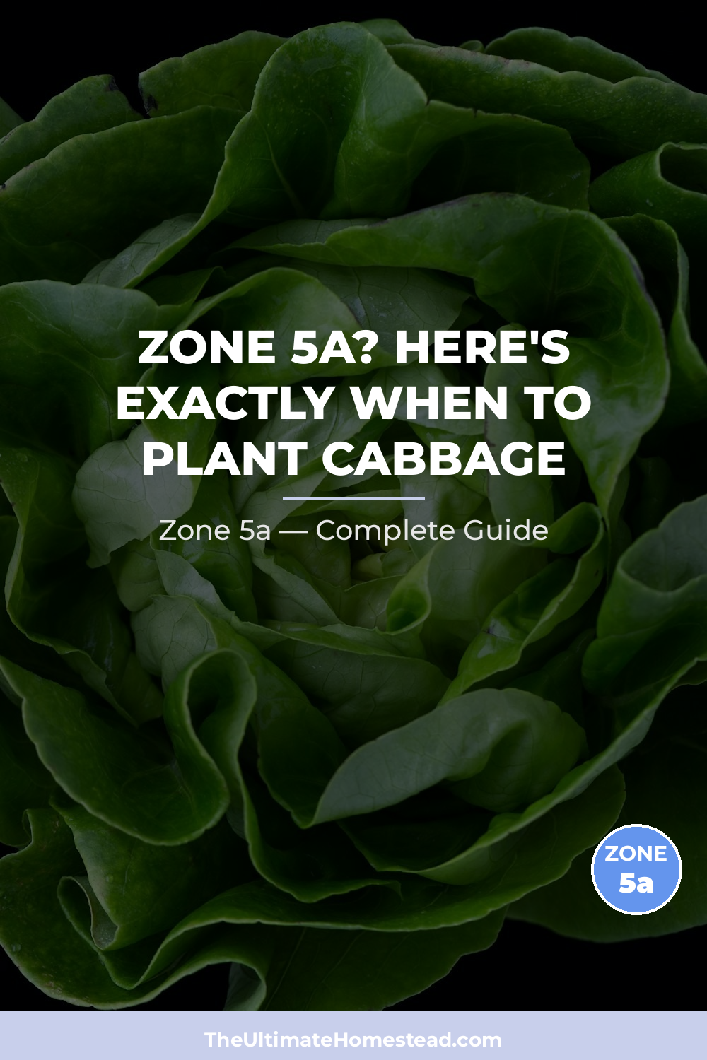 When to Plant Cabbage in Zone 5a