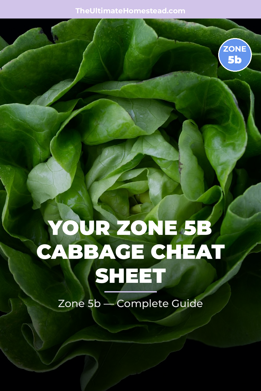When to Plant Cabbage in Zone 5b
