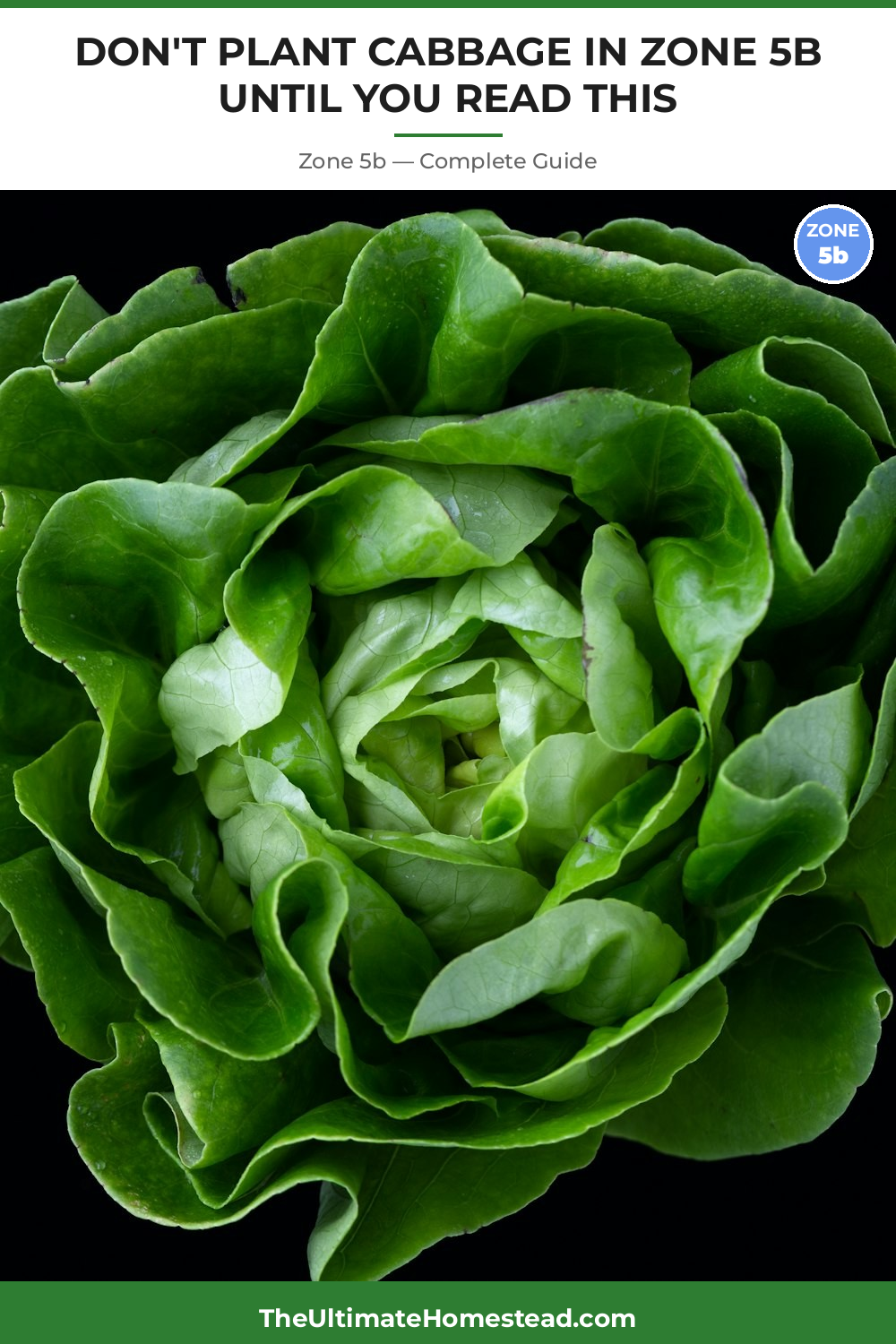 When to Plant Cabbage in Zone 5b