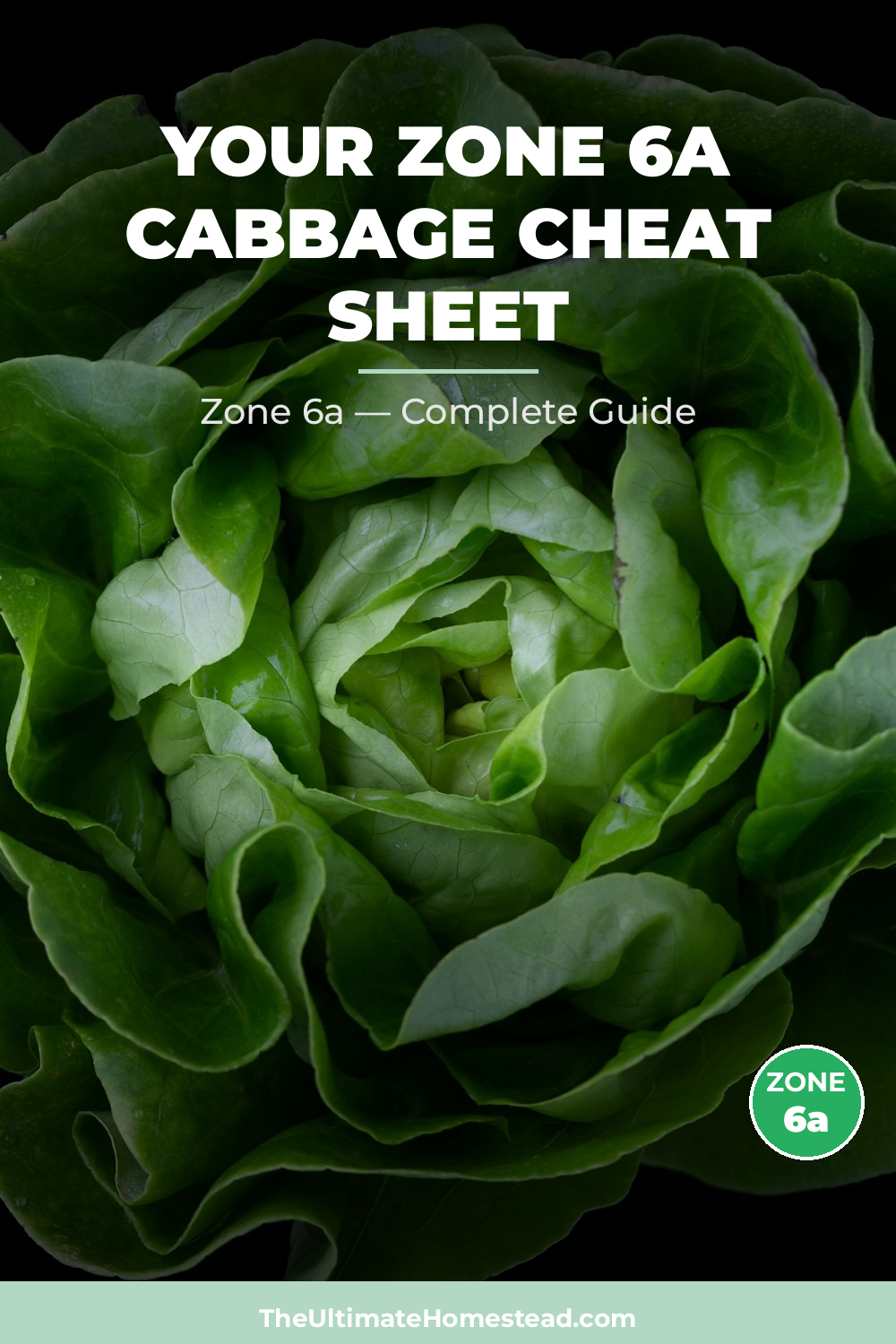 When to Plant Cabbage in Zone 6a