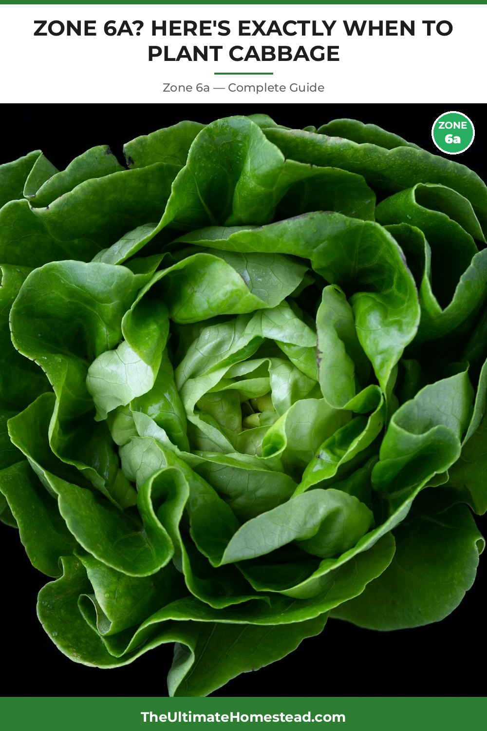 When to Plant Cabbage in Zone 6a