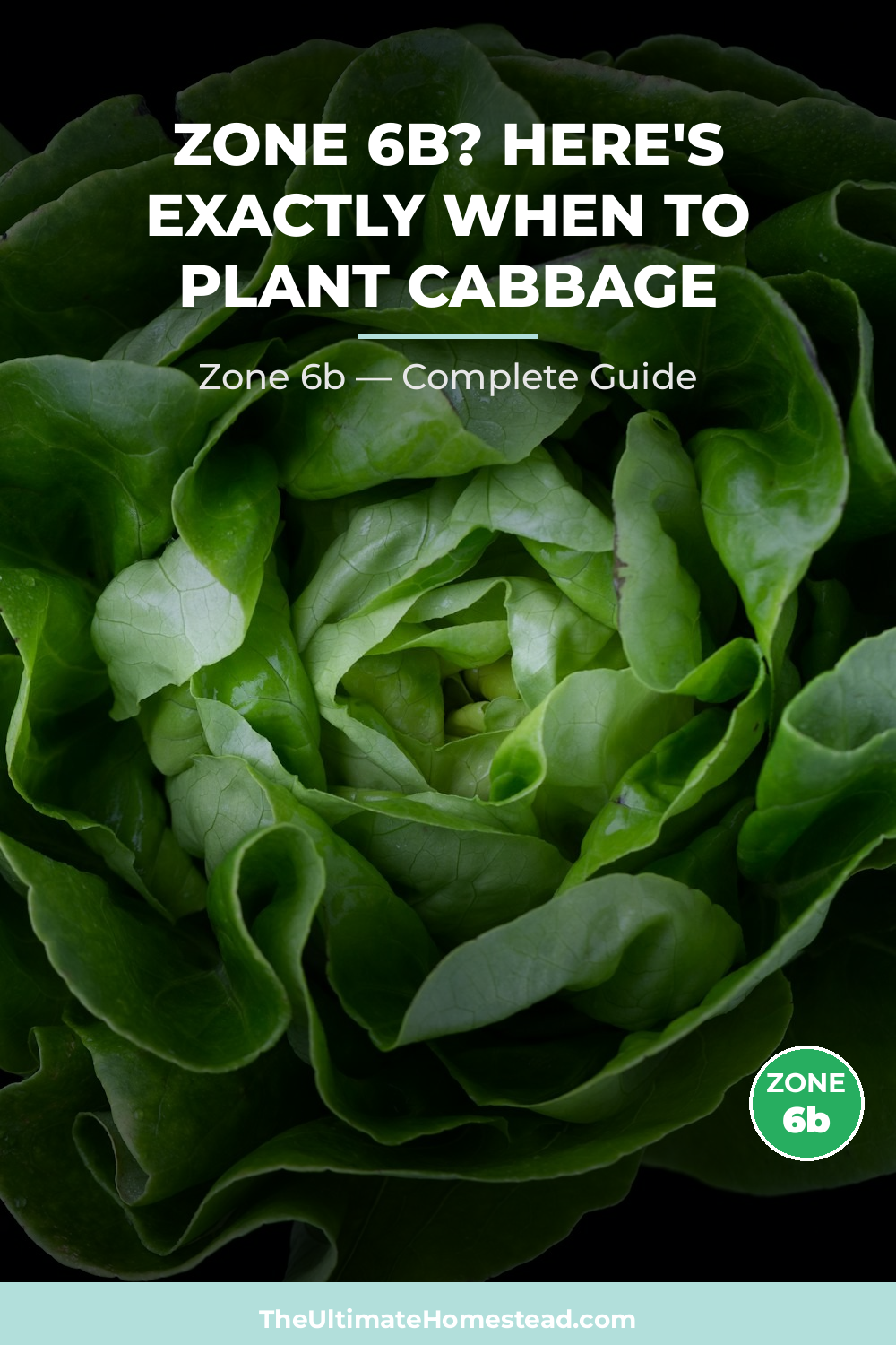 When to Plant Cabbage in Zone 6b