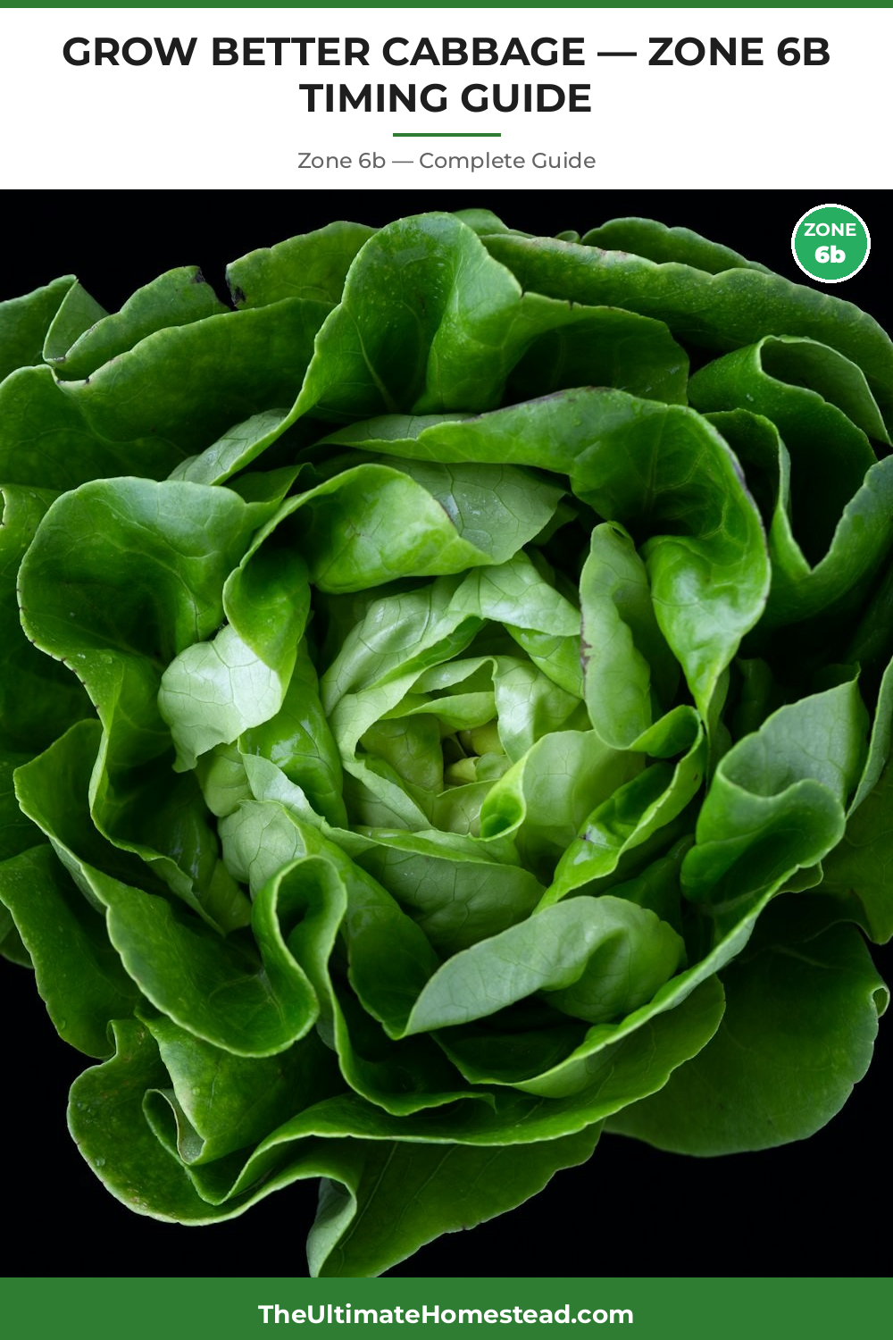 When to Plant Cabbage in Zone 6b