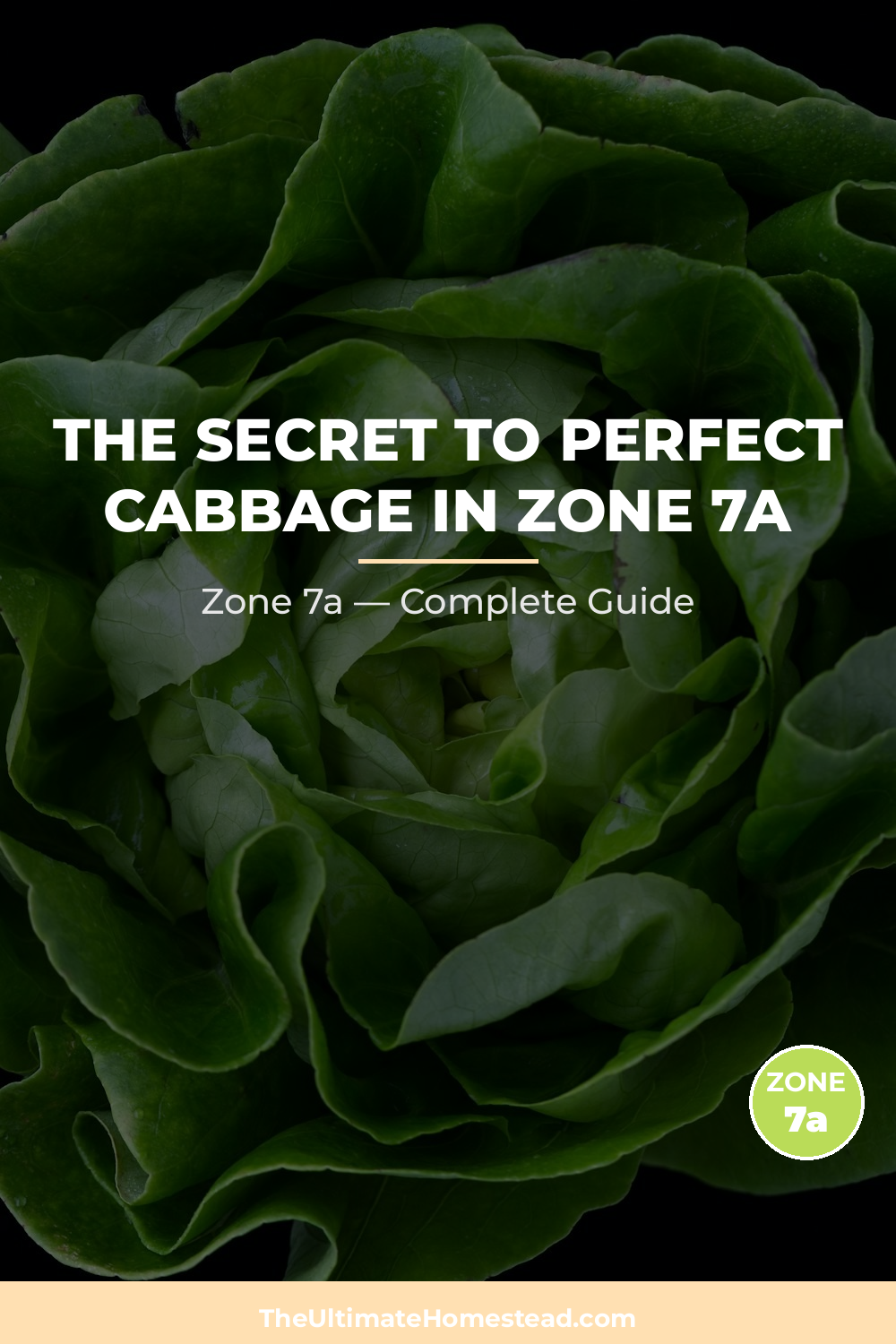 When to Plant Cabbage in Zone 7a