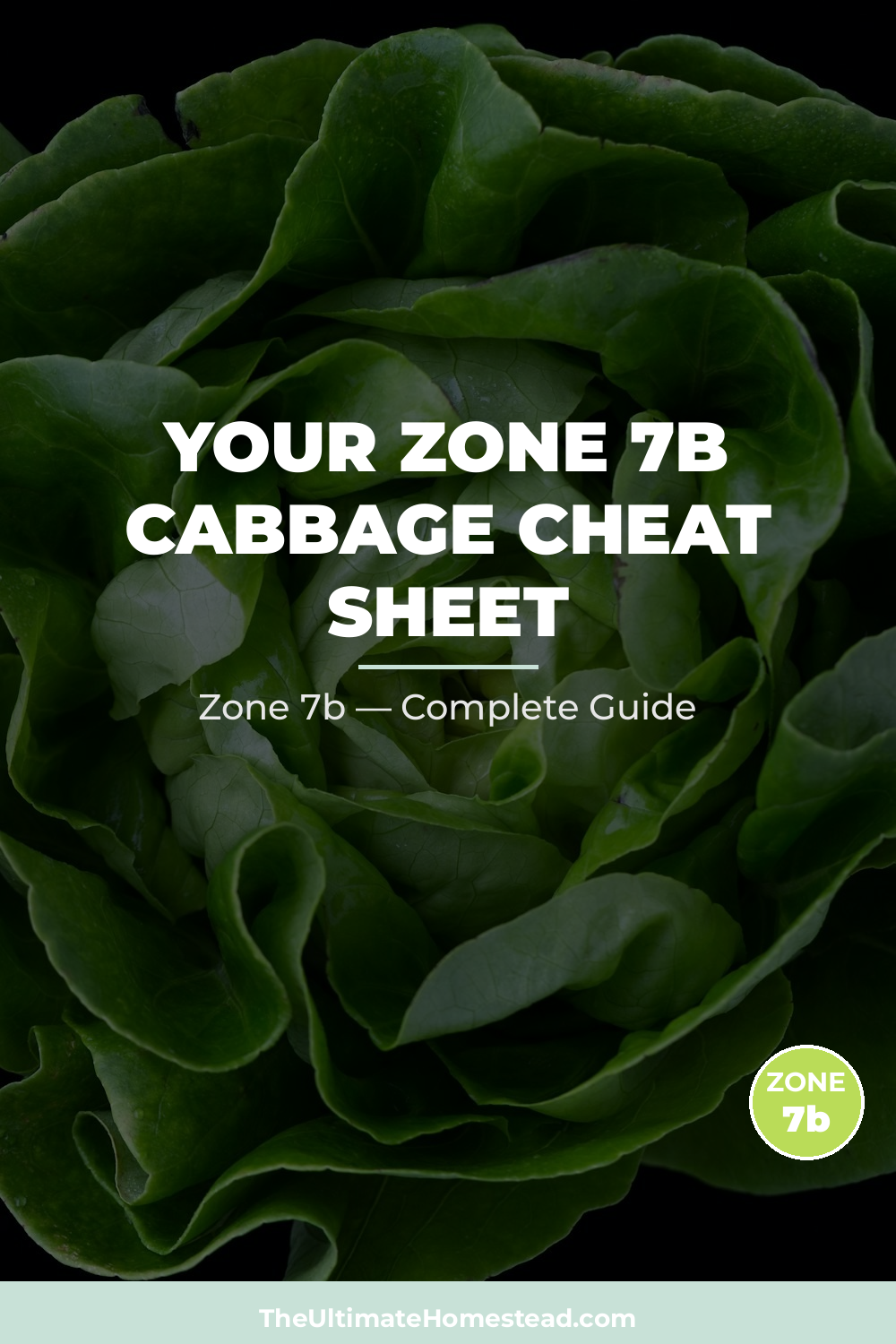 When to Plant Cabbage in Zone 7b
