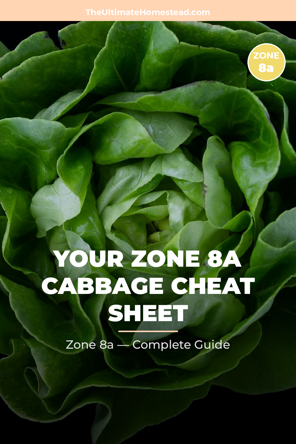 When to Plant Cabbage in Zone 8a