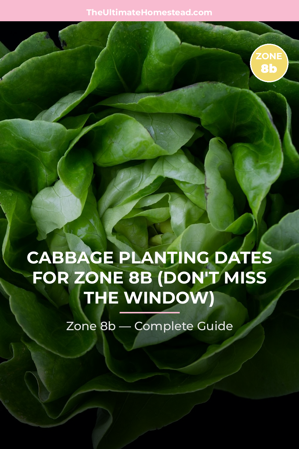 When to Plant Cabbage in Zone 8b