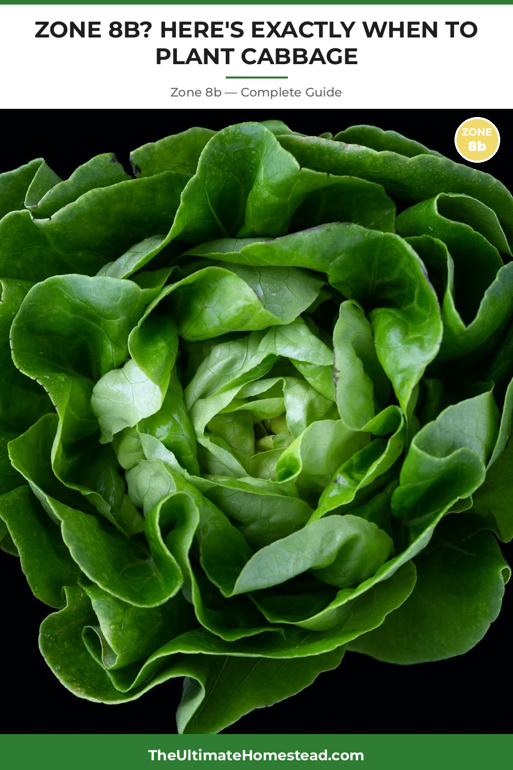 When to Plant Cabbage in Zone 8b