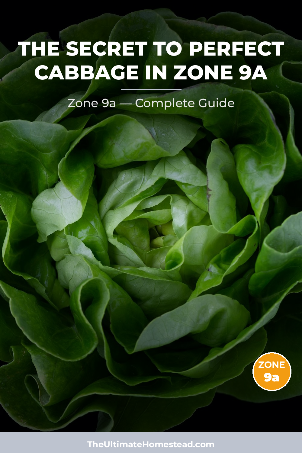 When to Plant Cabbage in Zone 9a