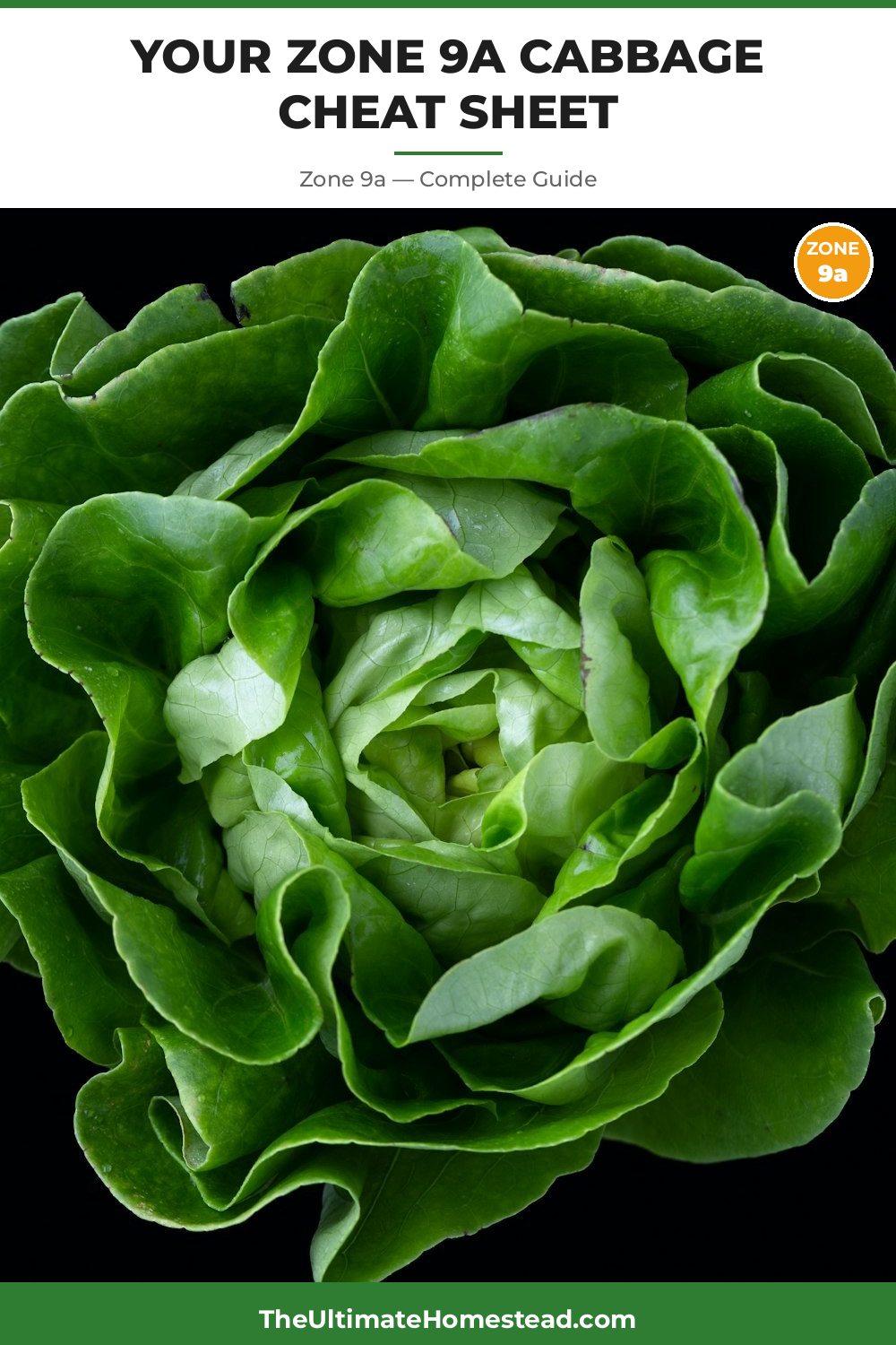 When to Plant Cabbage in Zone 9a