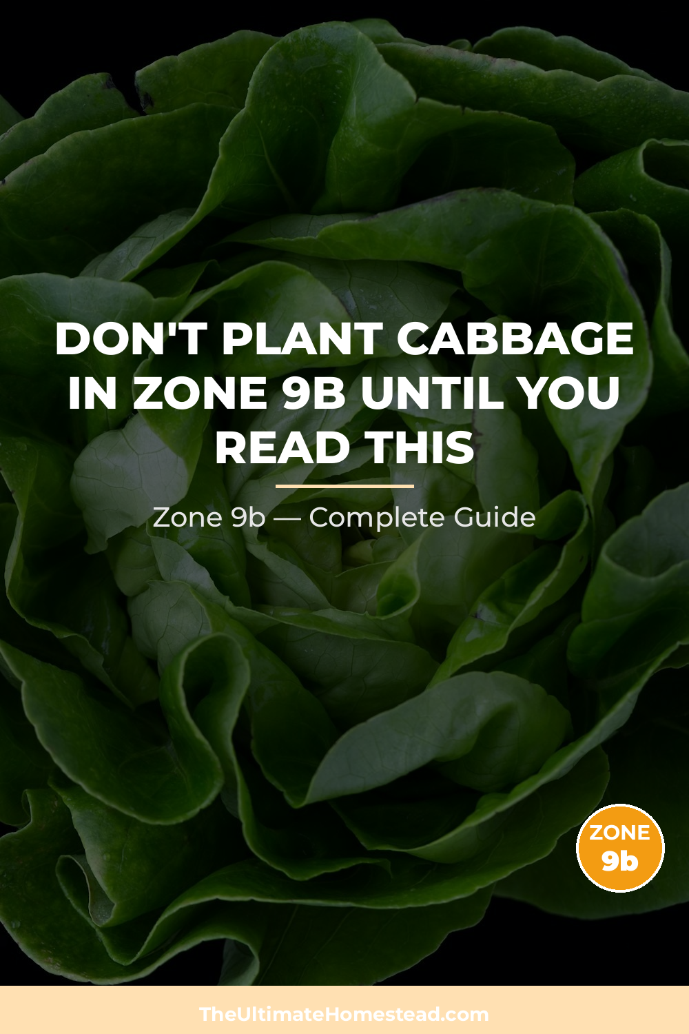 When to Plant Cabbage in Zone 9b
