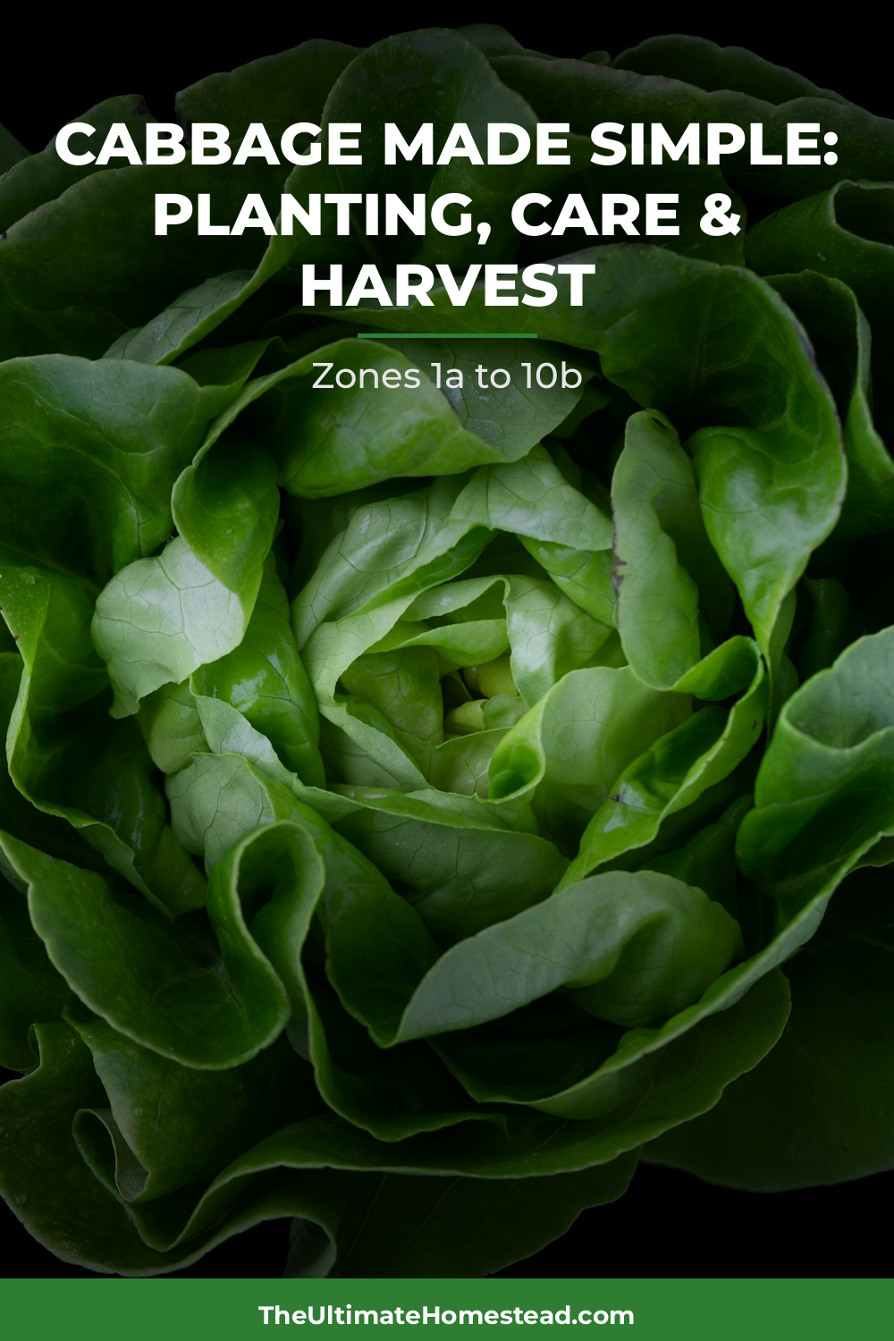 Cabbage Planting Guide