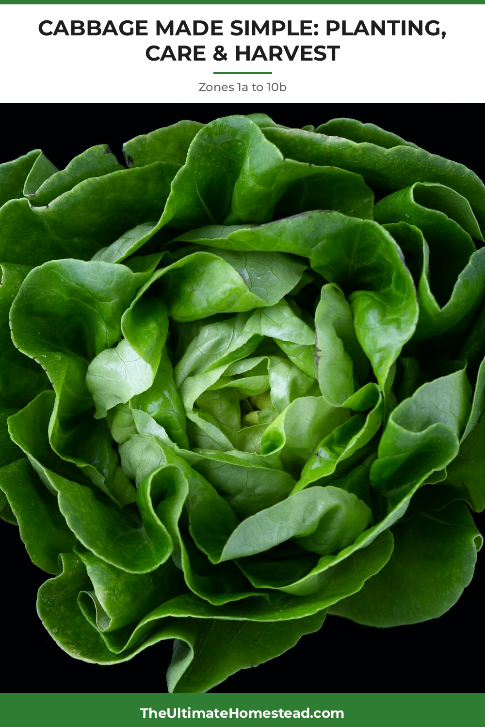 Cabbage Planting Guide