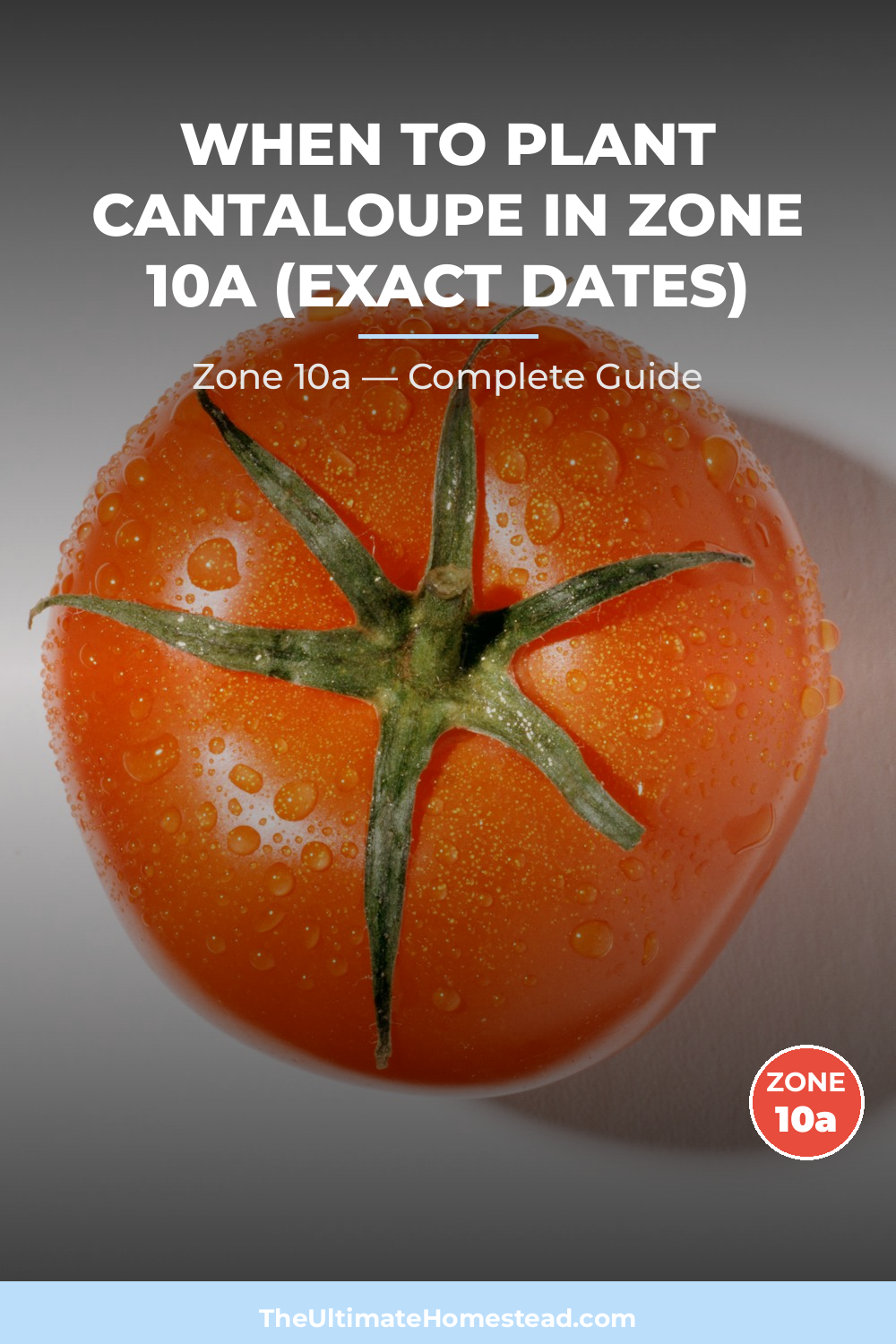 When to Plant Cantaloupe in Zone 10a