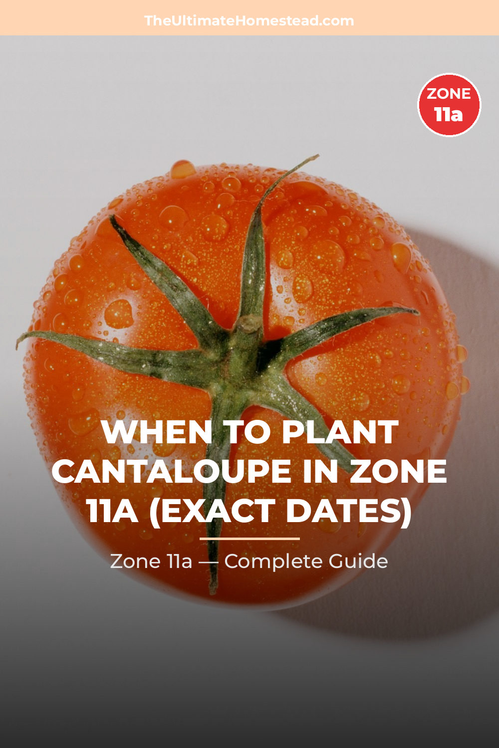 When to Plant Cantaloupe in Zone 11a