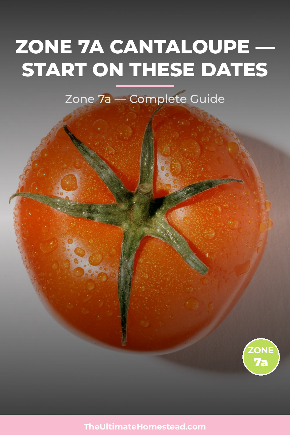 When to Plant Cantaloupe in Zone 7a