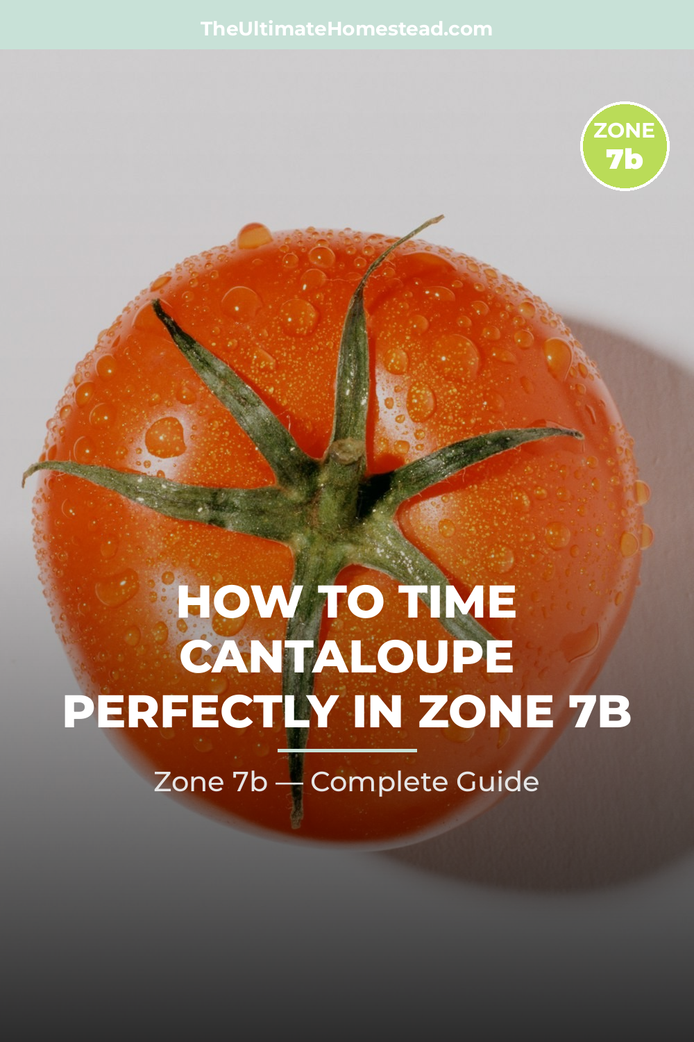 When to Plant Cantaloupe in Zone 7b